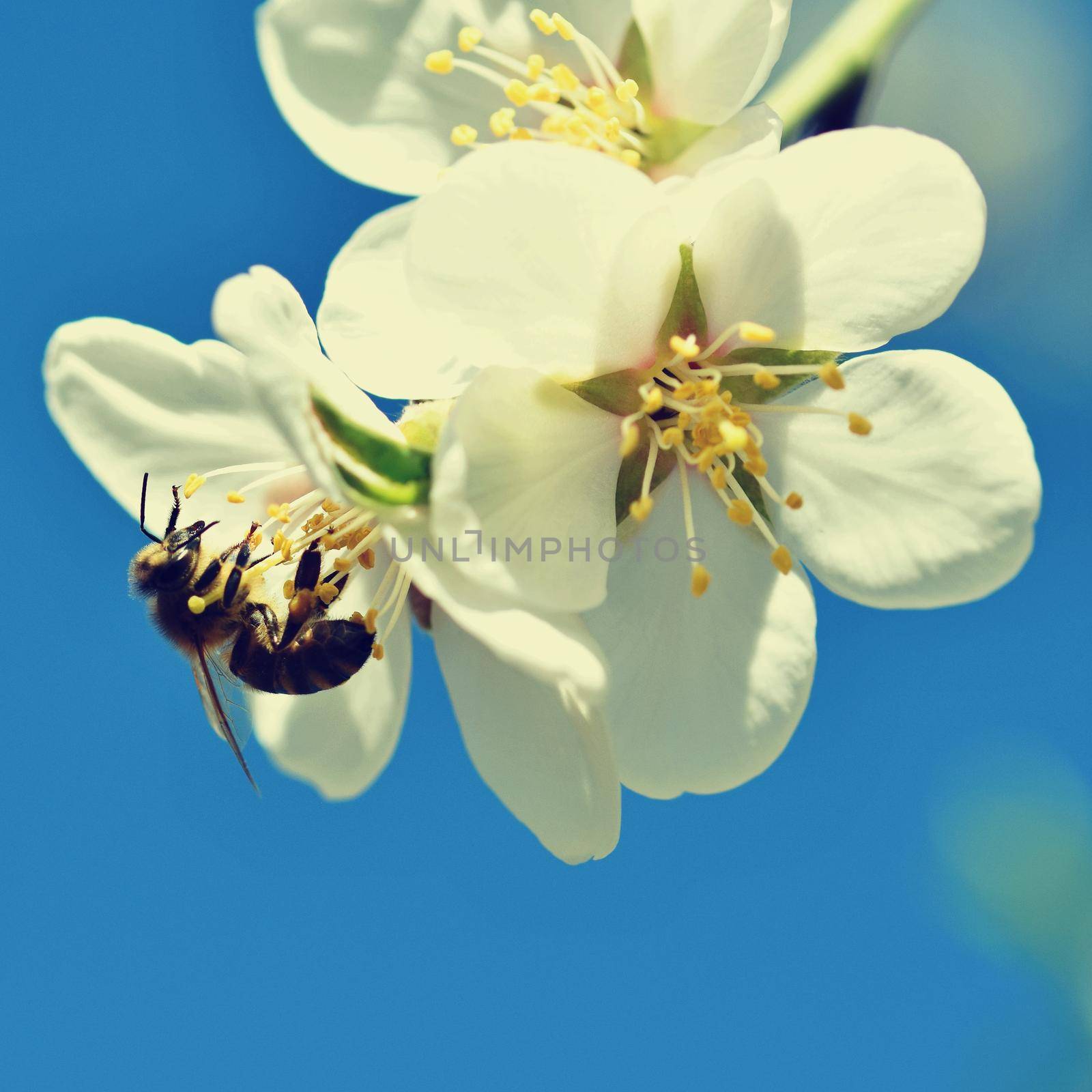 Spring background. A beautiful blooming tree in spring with a flying bee. Symbols of springtime. Concept for nature and animals. by Montypeter