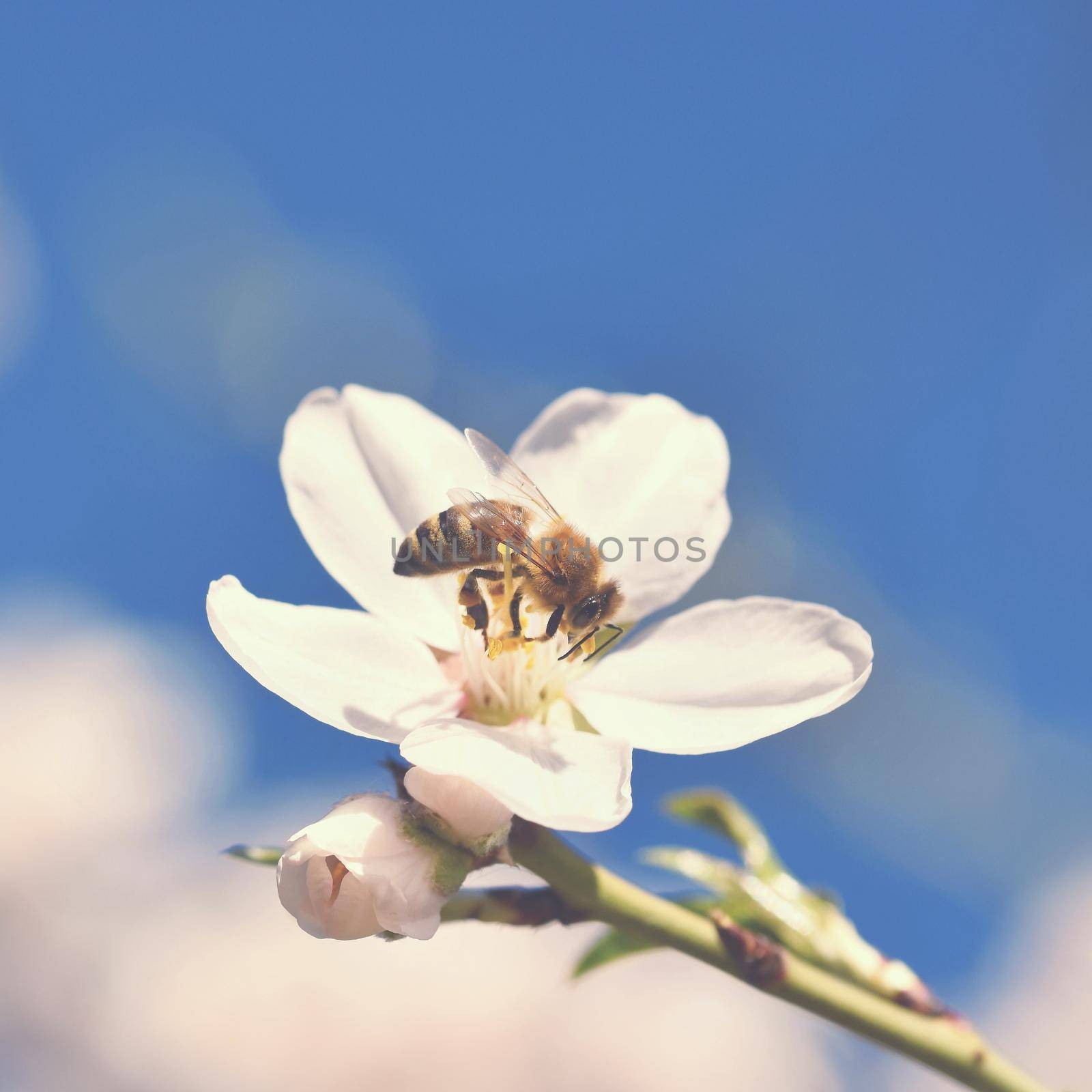 Spring nature. Beautiful white flowering almond tree with a bee. Nice spring sunny day with blue sky in background. by Montypeter