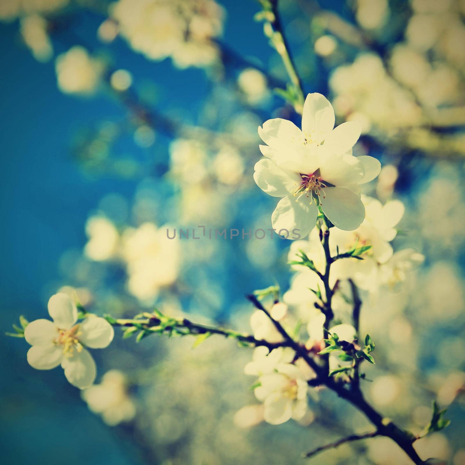 Spring blossom background. Beautiful nature scene with blooming tree and sun. Sunny day. Spring flowers. Abstract blurred background in Springtime. by Montypeter