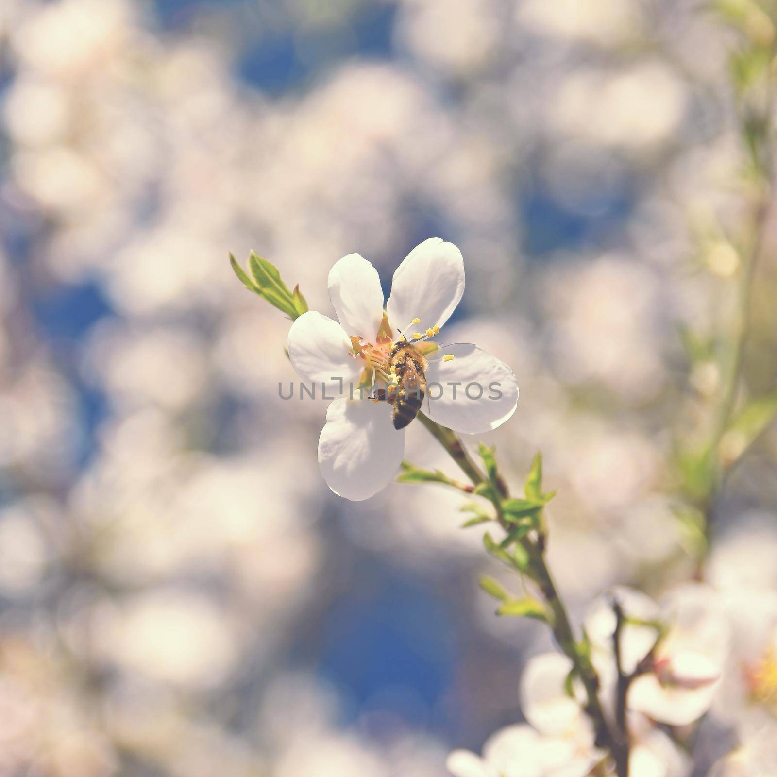 Spring nature. Beautiful white flowering almond tree with a bee. Nice spring sunny day with blue sky in background.