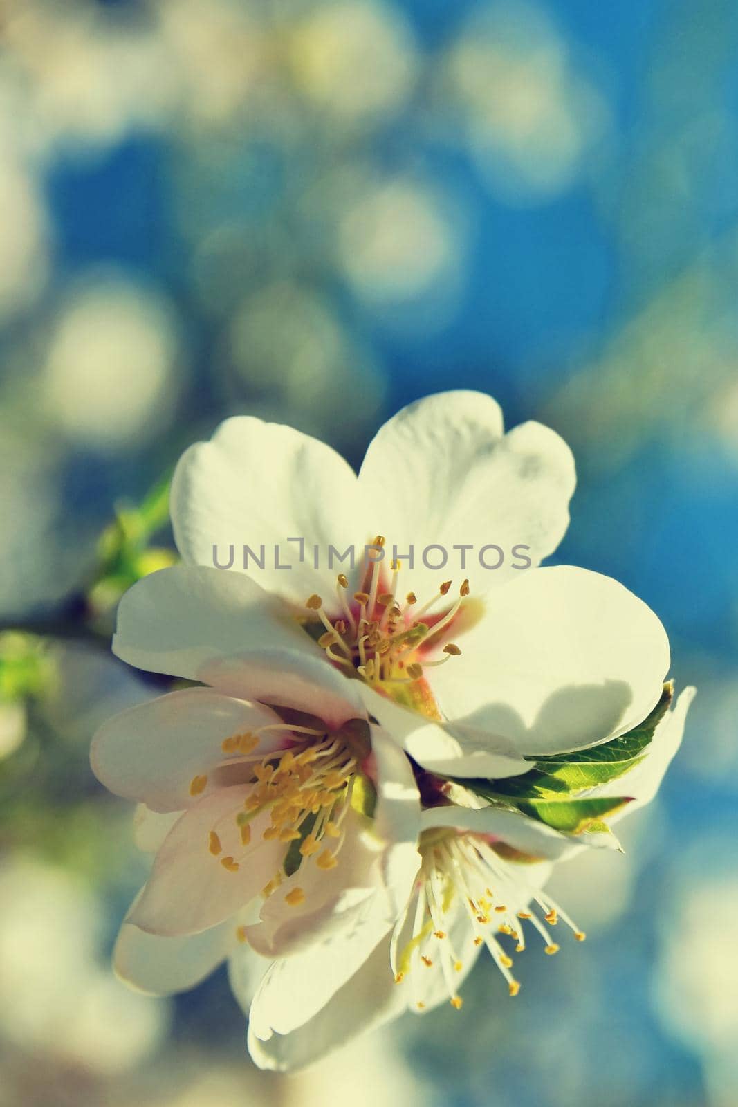 Beautiful blossom tree. Nature scene with sun on Sunny day. Spring flowers. Abstract blurred background in Springtime.  by Montypeter