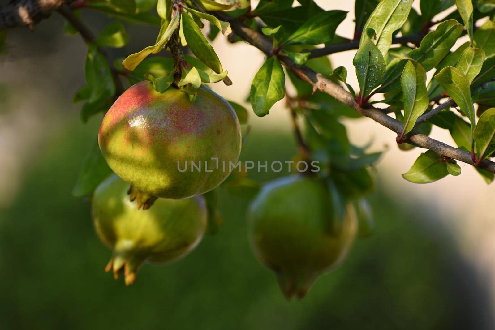 beautiful pomegranate growing on a tree.