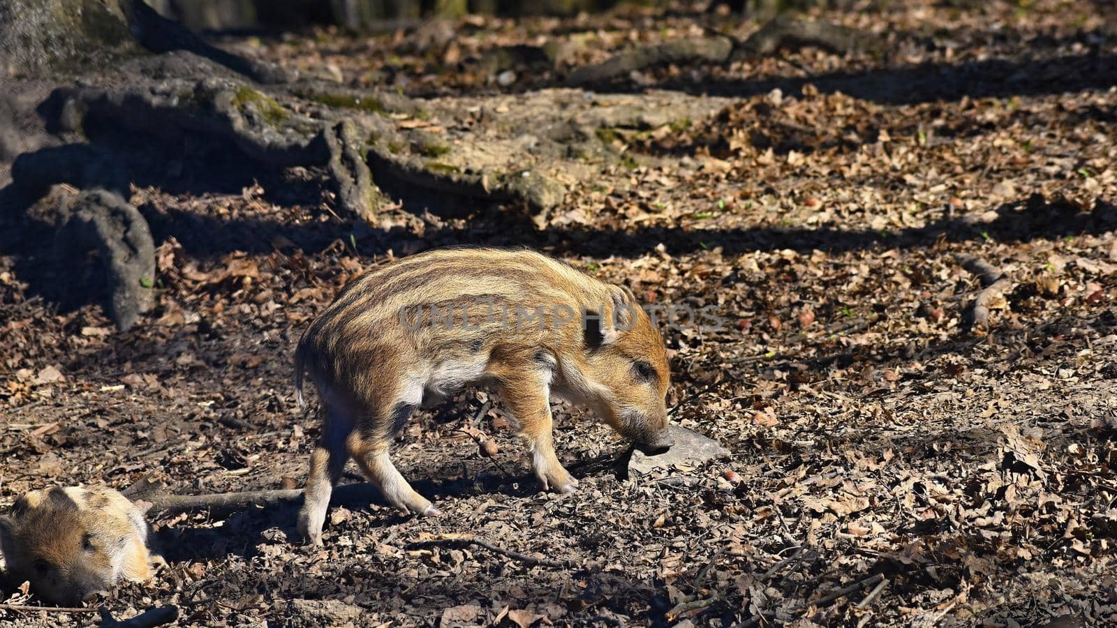 Beautiful little pigs wild in nature. Wild boar. Animal in the forest