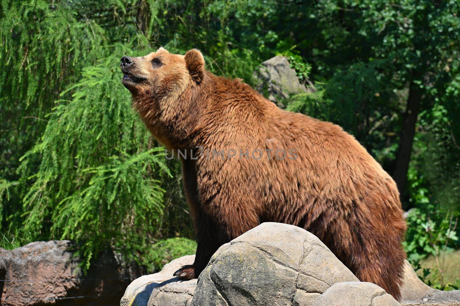Beautiful shot of an animal in nature. Brown bear - (Ursus arctos)