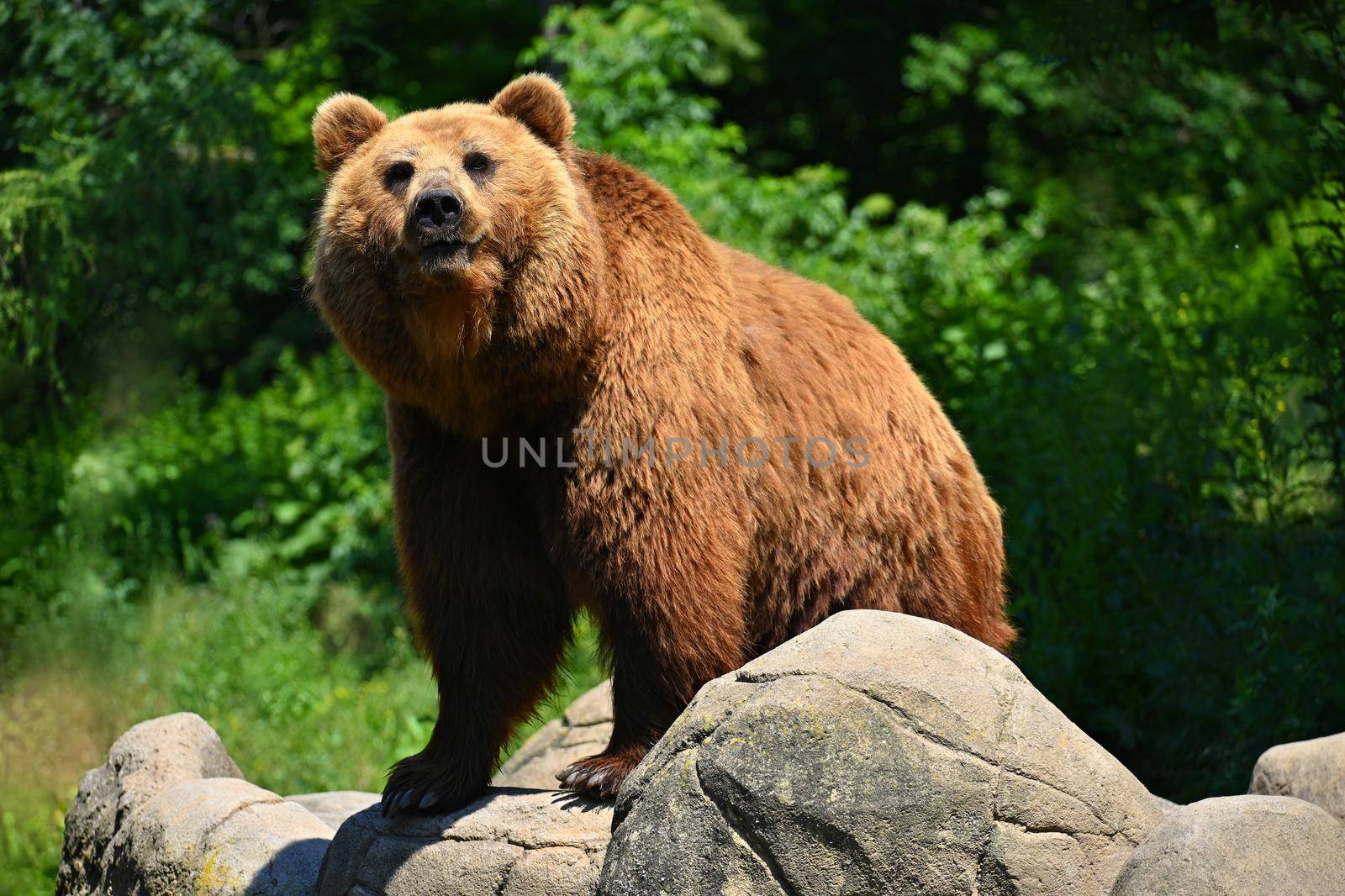 Beautiful shot of an animal in nature. Brown bear - (Ursus arctos)