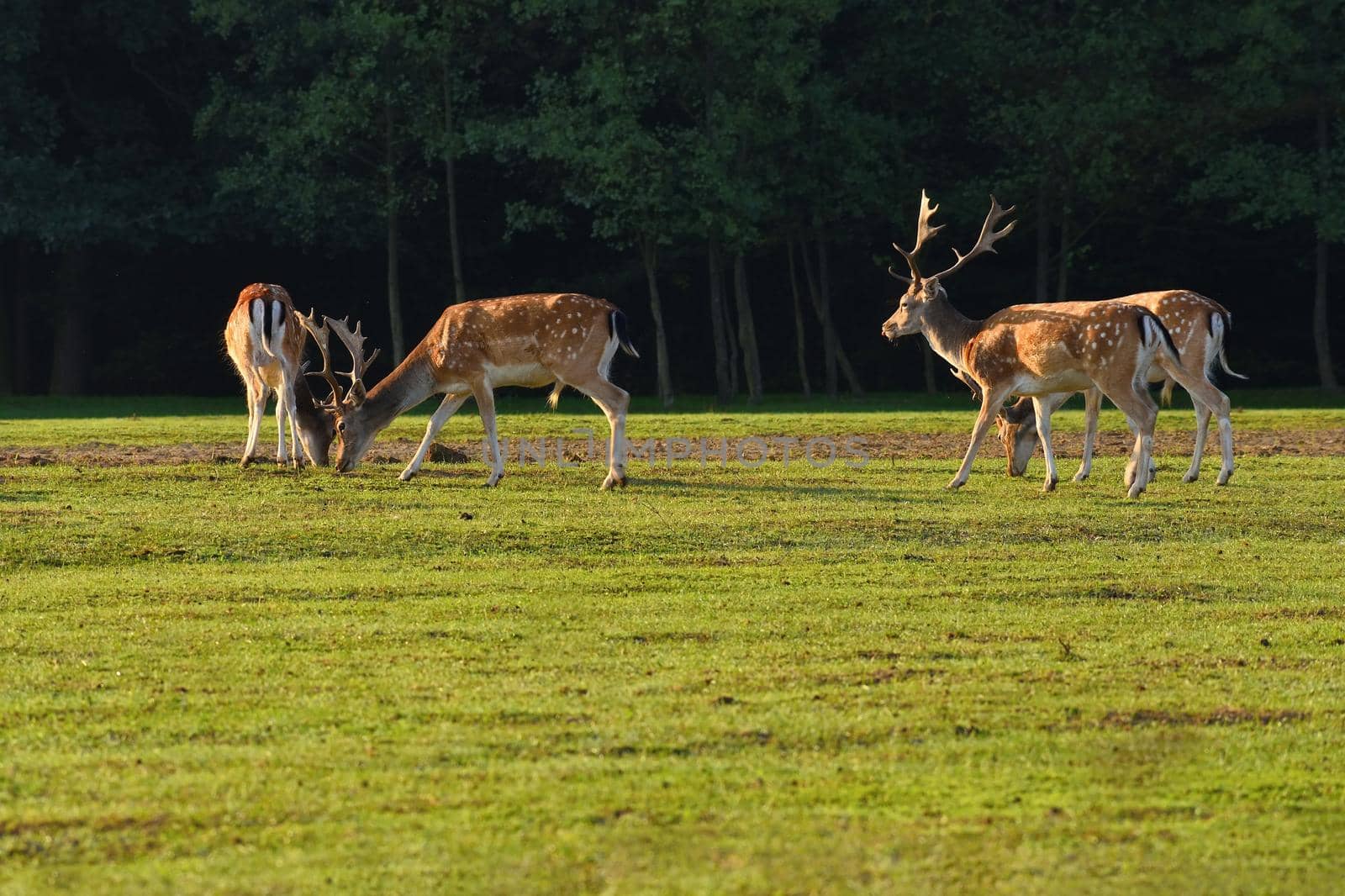 Fallow - fallow deer. (Dama dama ) Beautiful natural background with animals. Forest and sunset. 