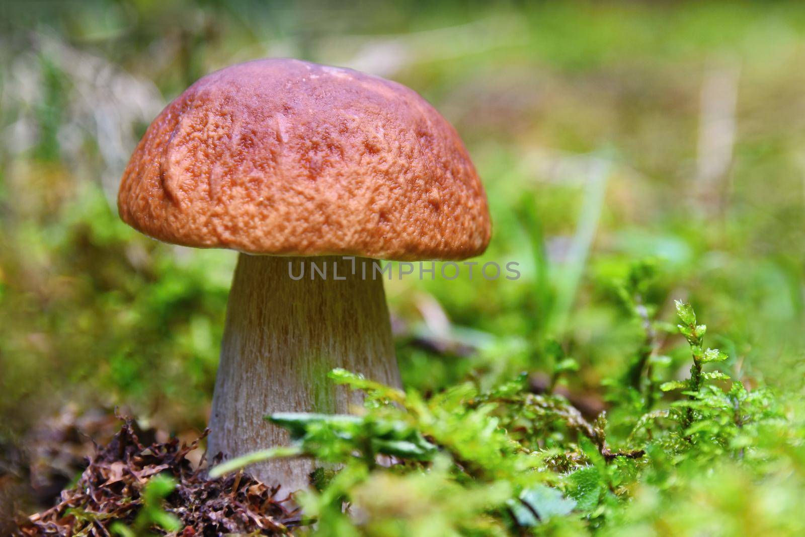 A beautiful mushroom in the woods. Natural colorful background. (Boletus edulis)