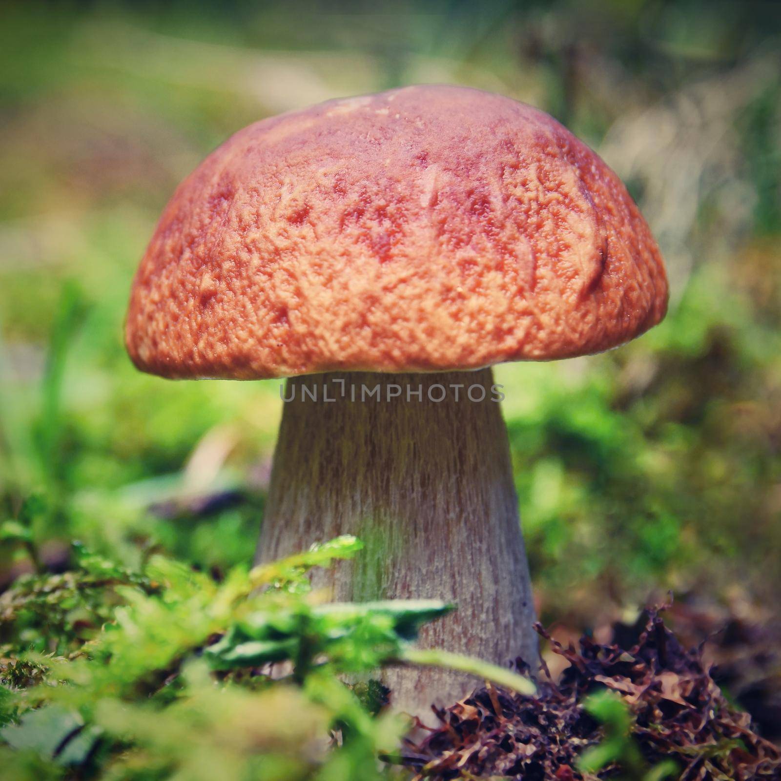 A beautiful mushroom in the woods. Natural colorful background. (Boletus edulis)