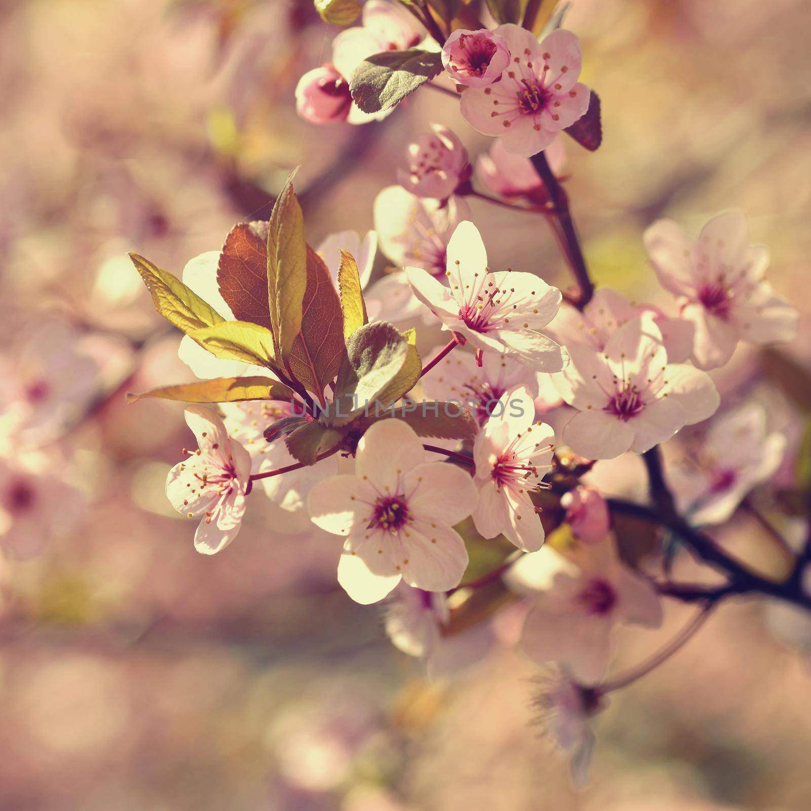 Cherry Blossom trees. Nature and Springtime background. Pink Sakura flowers. Scene with sun on Sunny day. Spring flowers. Abstract blurred background in Springtime.  by Montypeter