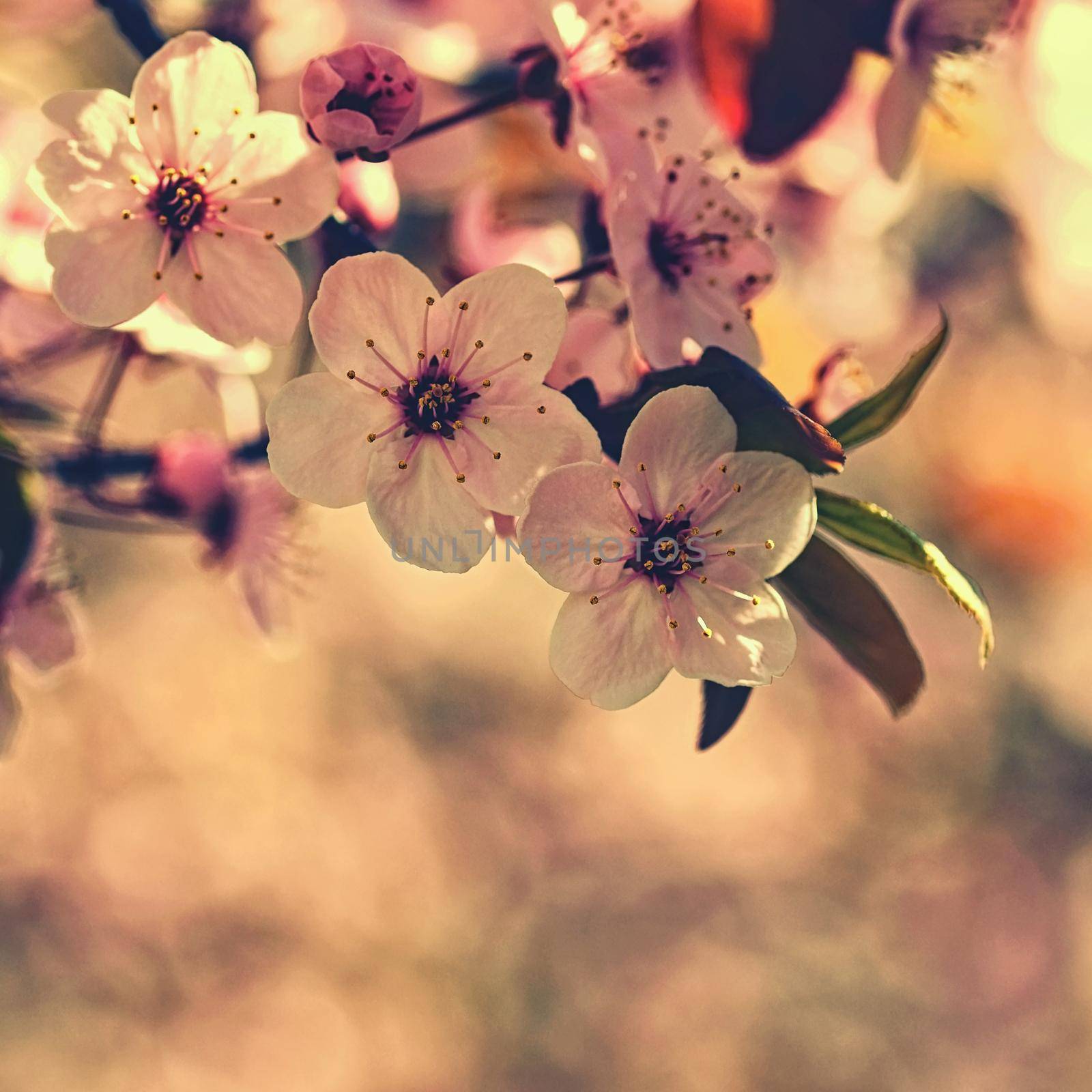 Cherry Blossom trees. Nature and Springtime background. Pink Sakura flowers. Scene with sun on Sunny day. Spring flowers.  by Montypeter