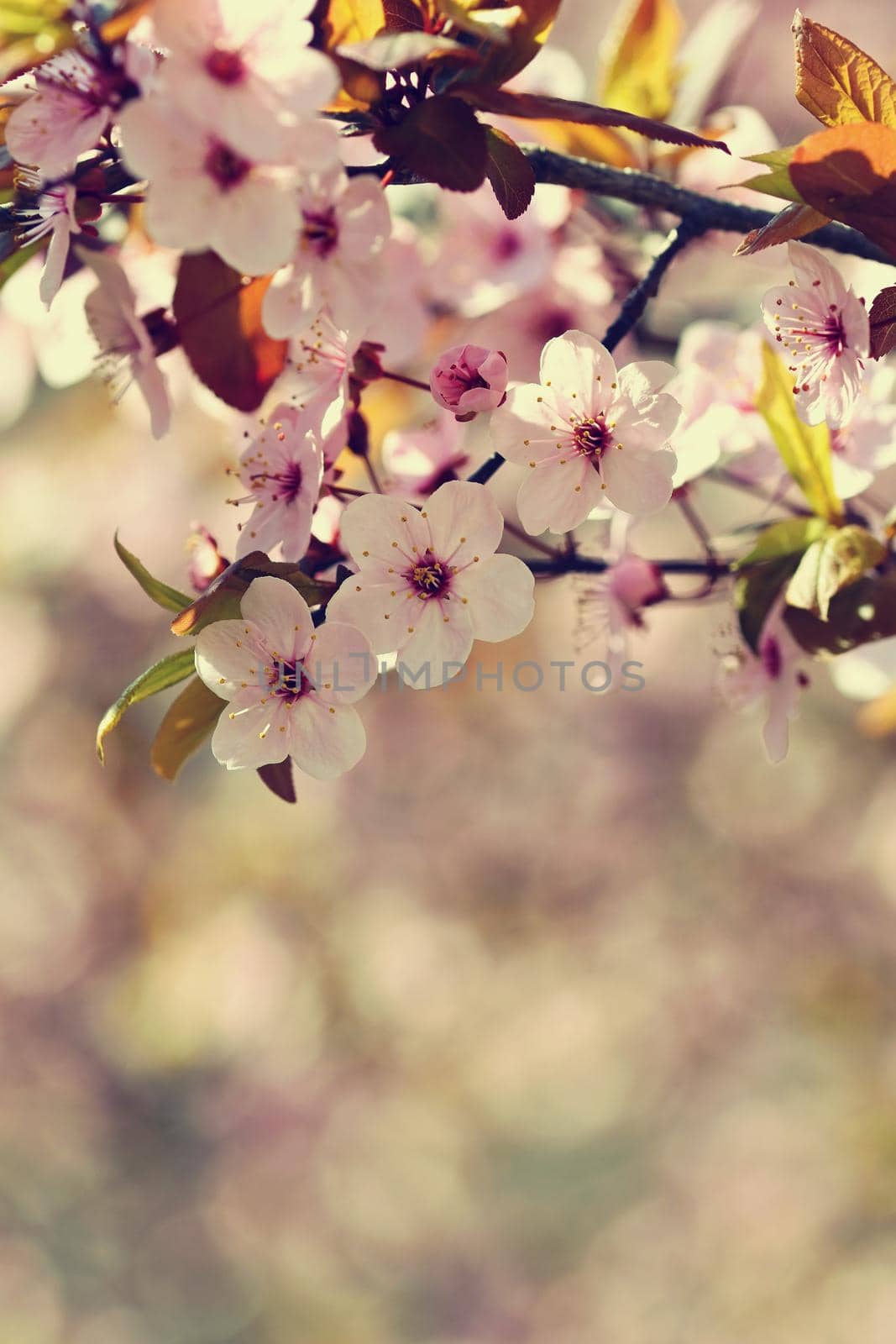 Spring blossom background. Beautiful nature scene with blooming tree and sun. Sunny day. Spring flowers. Abstract blurred background in Springtime.