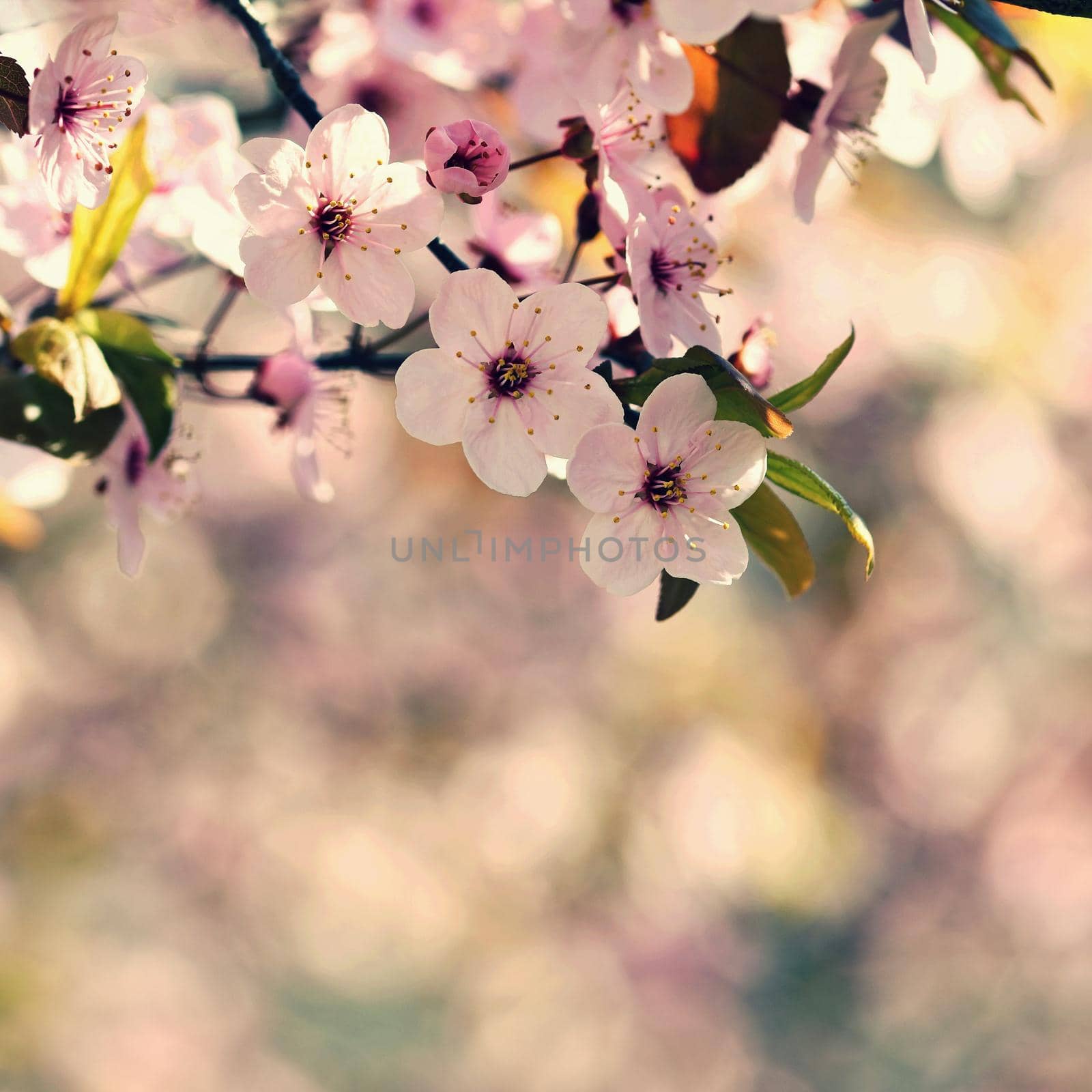 Beautiful nature scene with blooming tree and sun. Easter Sunny day. Spring flowers. Orchard Abstract blurred background in Springtime.