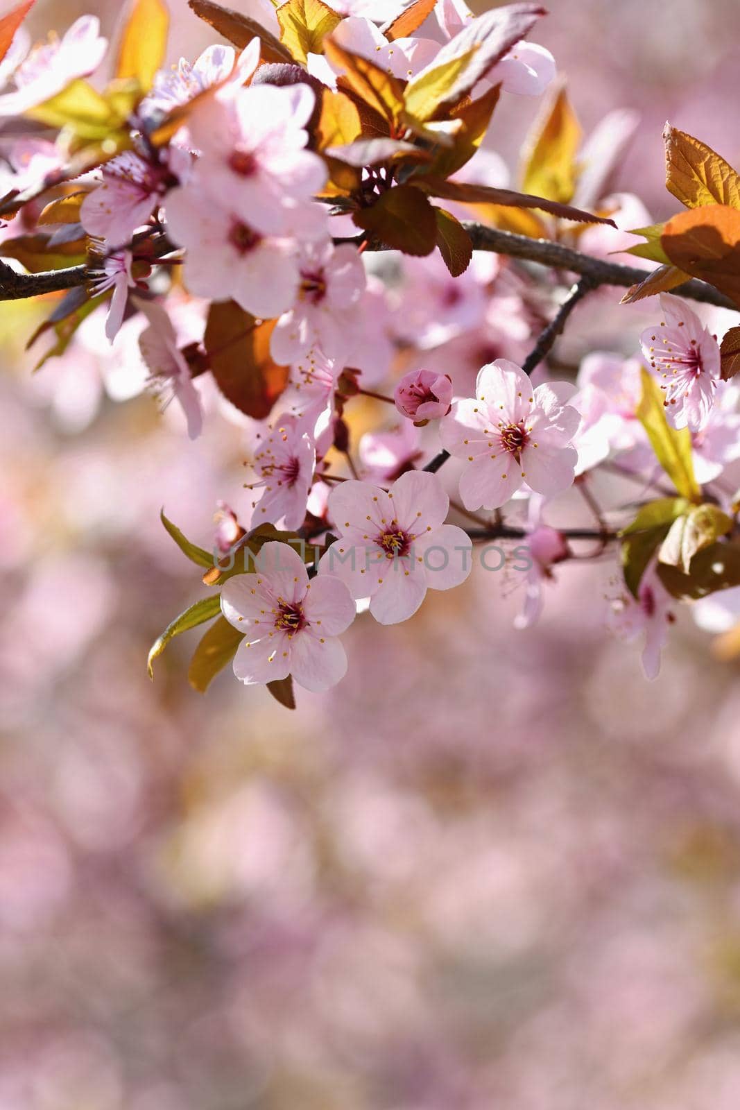 Beautiful nature scene with blooming tree and sun. Easter Sunny day. Spring flowers. Orchard Abstract blurred background in Springtime. by Montypeter