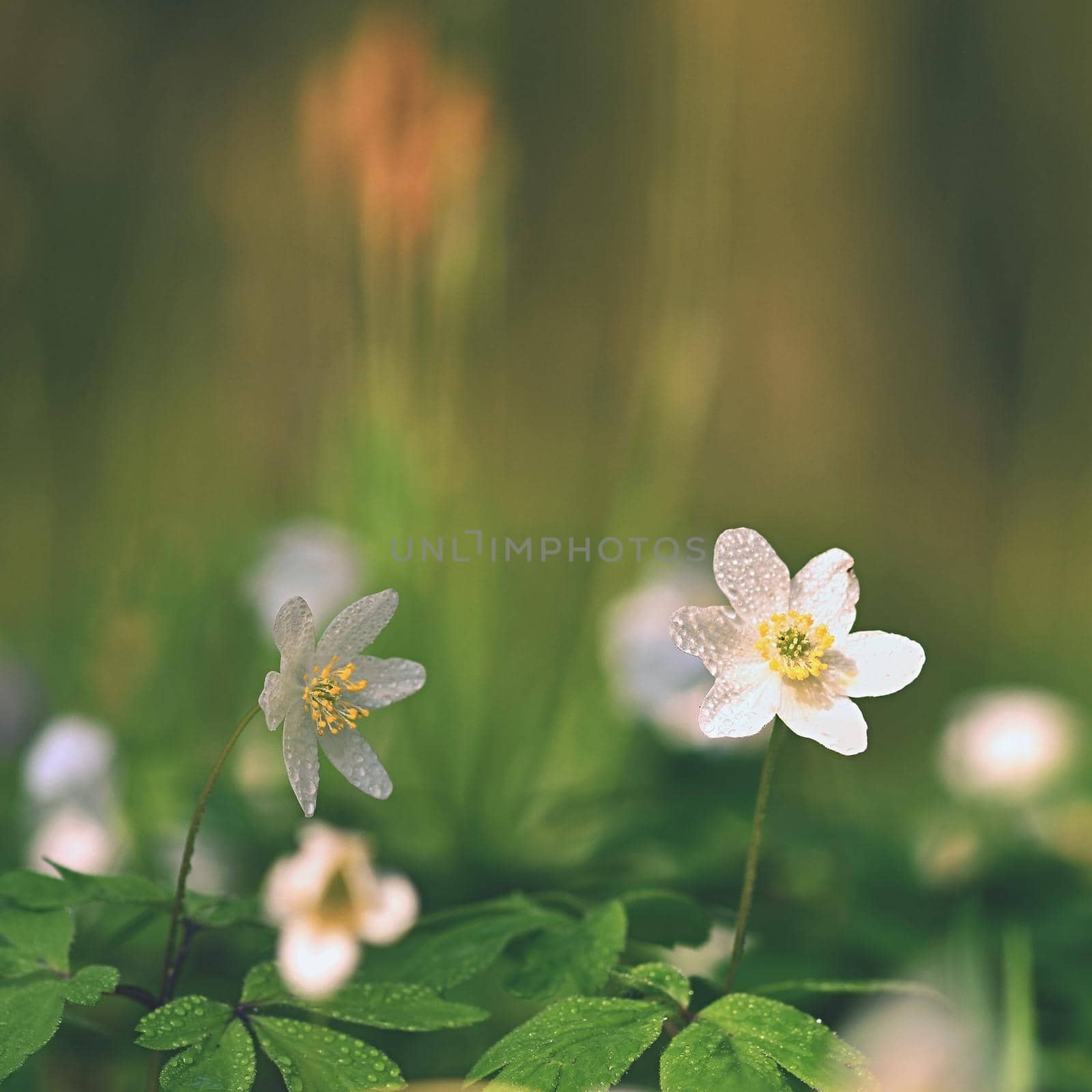 Spring white flowers in the grass Anemone (Isopyrum thalictroides)