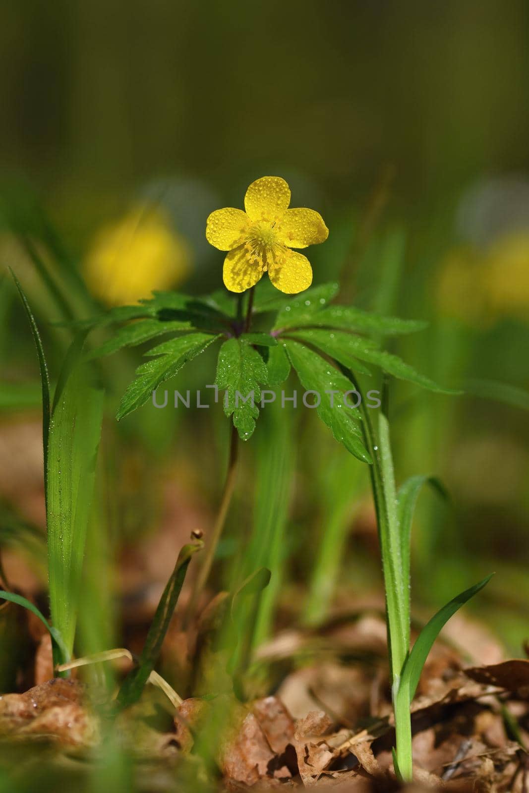 Buttercup flower (Ranunculaceae) Nature background with the sun.