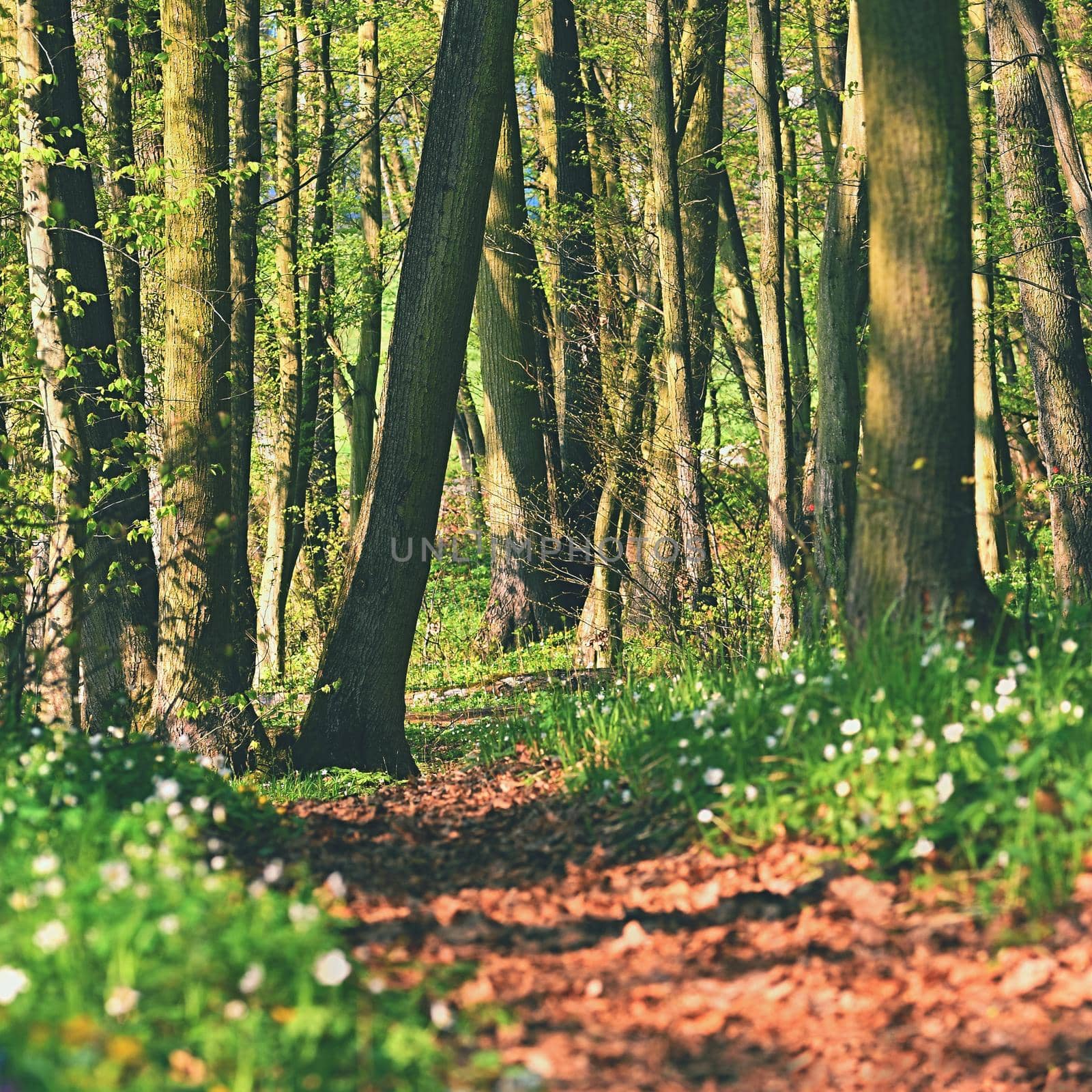 Beautiful green forest in springtime. Nature background with the sun. by Montypeter