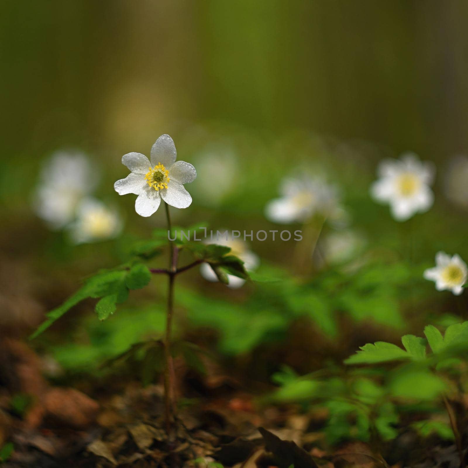 Spring white flowers in the grass Anemone (Isopyrum thalictroides) by Montypeter