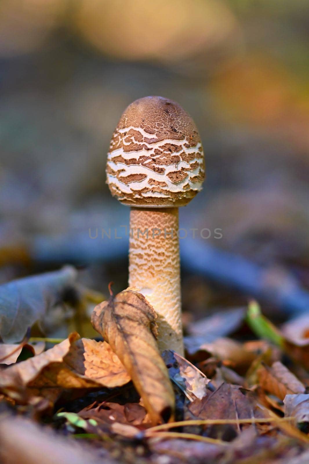 The parasol mushroom (Macrolepiota procera) Beautiful mushroom in the autumn forest.