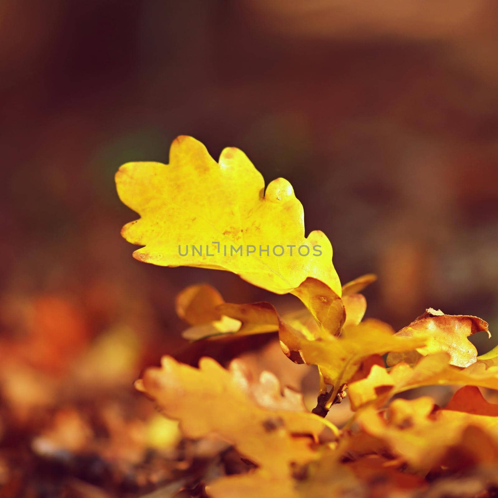 Beautiful colorful autumn leaves. Natural blurry background in autumn sunny day.