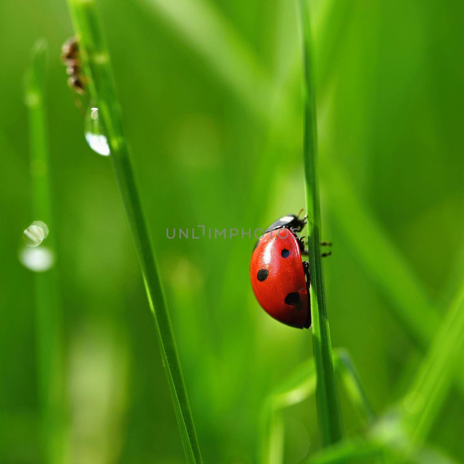 Beautiful color image of ladybugs in grass. Insect close up in nature.