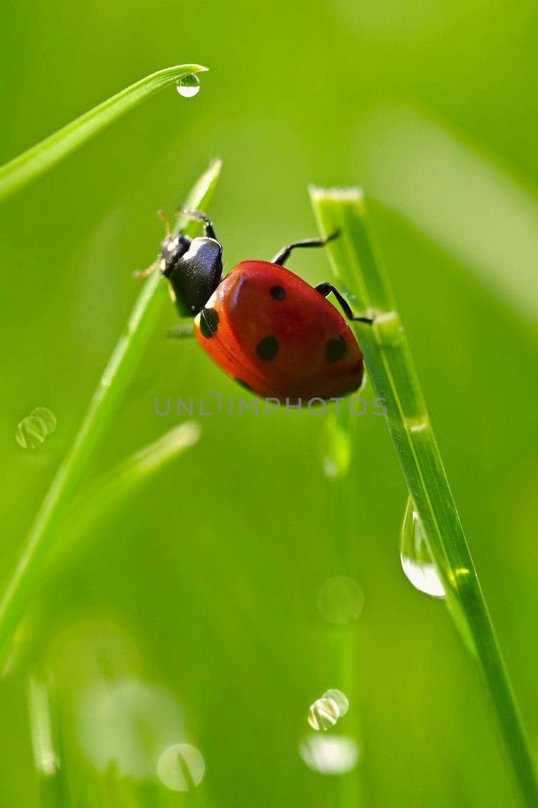 Beautiful color image of ladybugs in grass. Insect close up in nature.