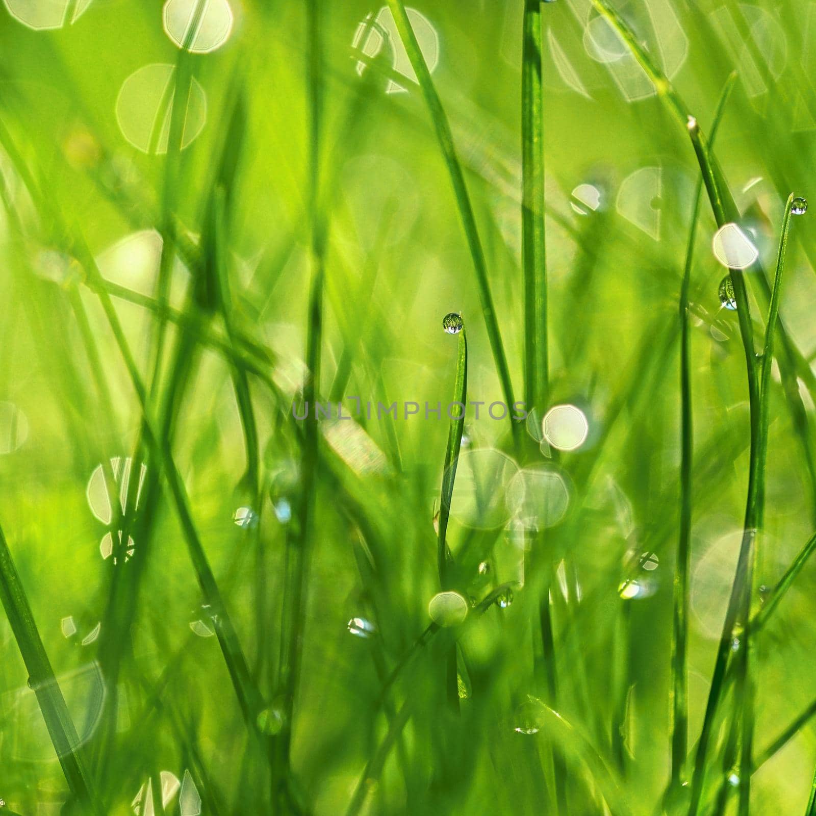 Green nature. Beautiful close up photo of nature. Green grass with dew drops. Colorful spring background with morning sun and natural green plants landscape, ecology, fresh wallpaper concept with copy space. by Montypeter