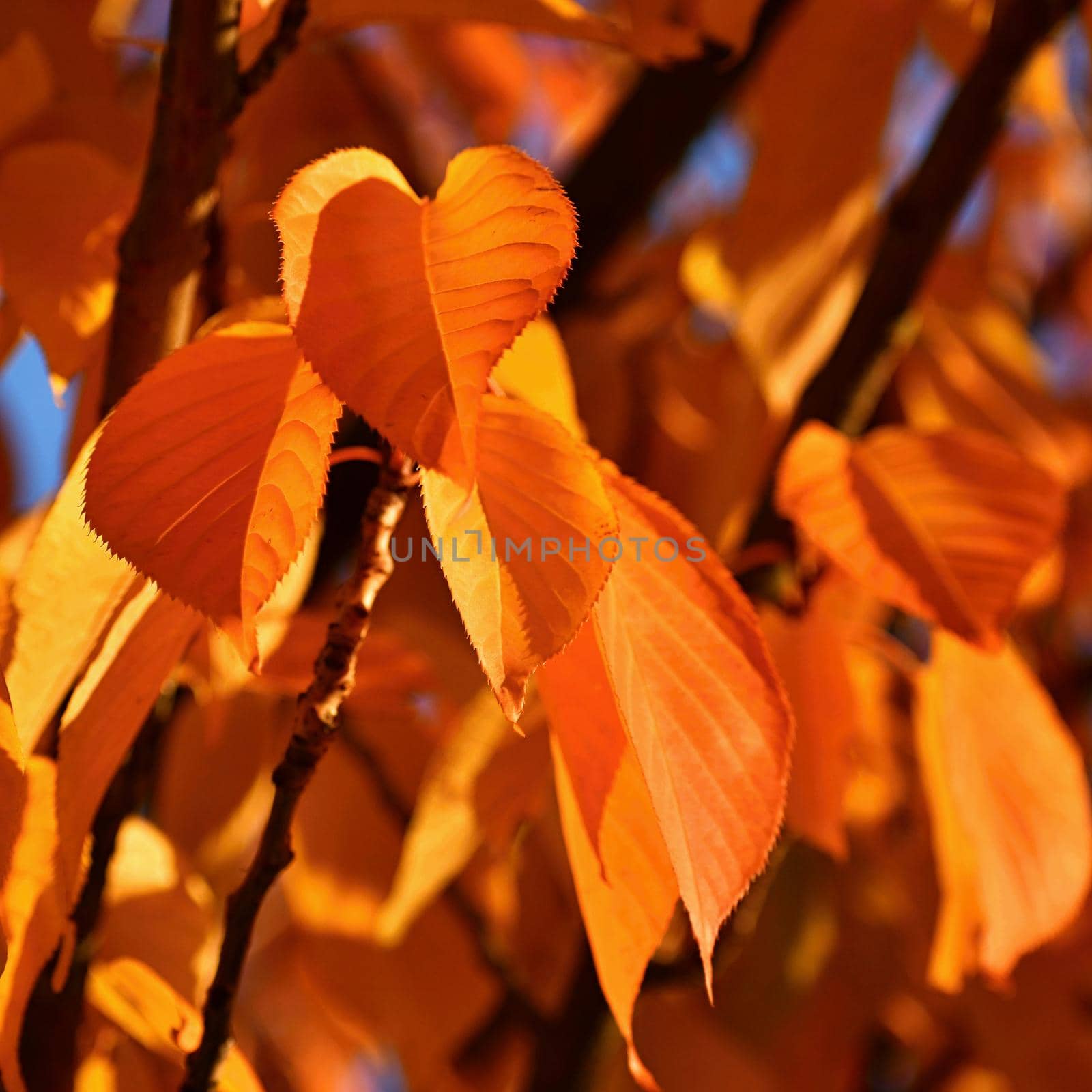 Colorful foliage in the autumn park. Concept for colorful seasonal nature background in autumn time.