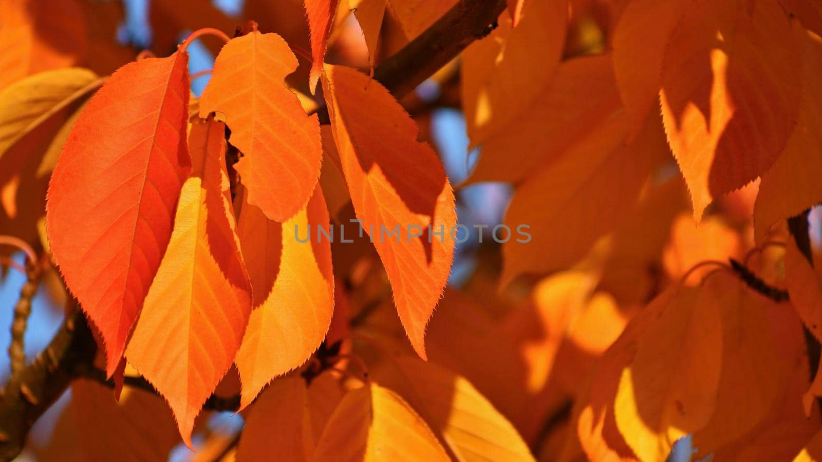 Seasonal nature concept. Autumn colorful leaves on trees. Beautiful natural colorful background.