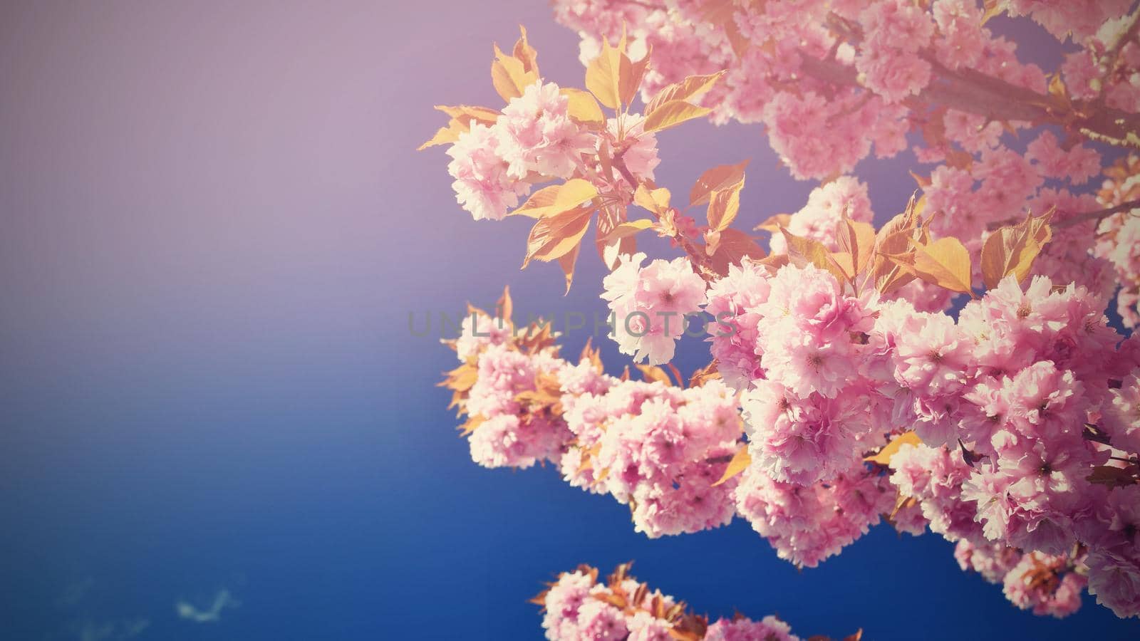 Beautiful blossom tree. Nature scene with sun in Sunny day. Spring flowers. Abstract blurred background in Springtime. 