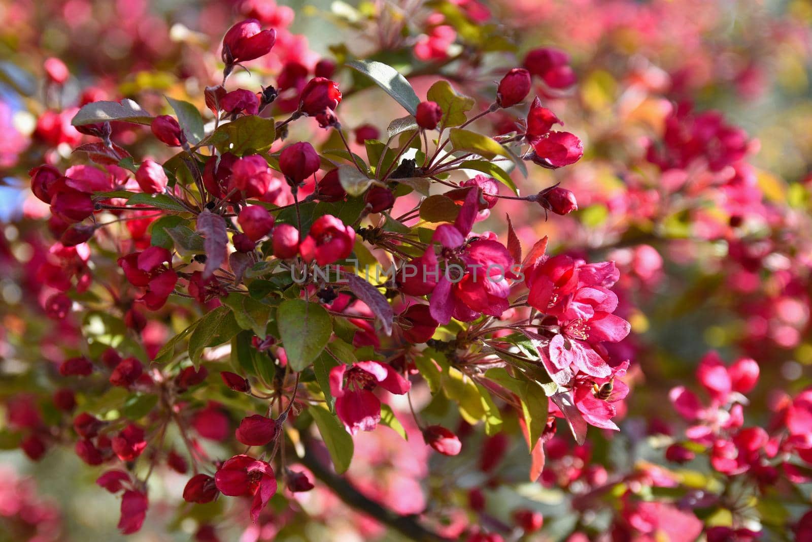 Beautiful blossom tree. Nature scene with sun in Sunny day. Spring flowers. Abstract blurred background in Springtime. 