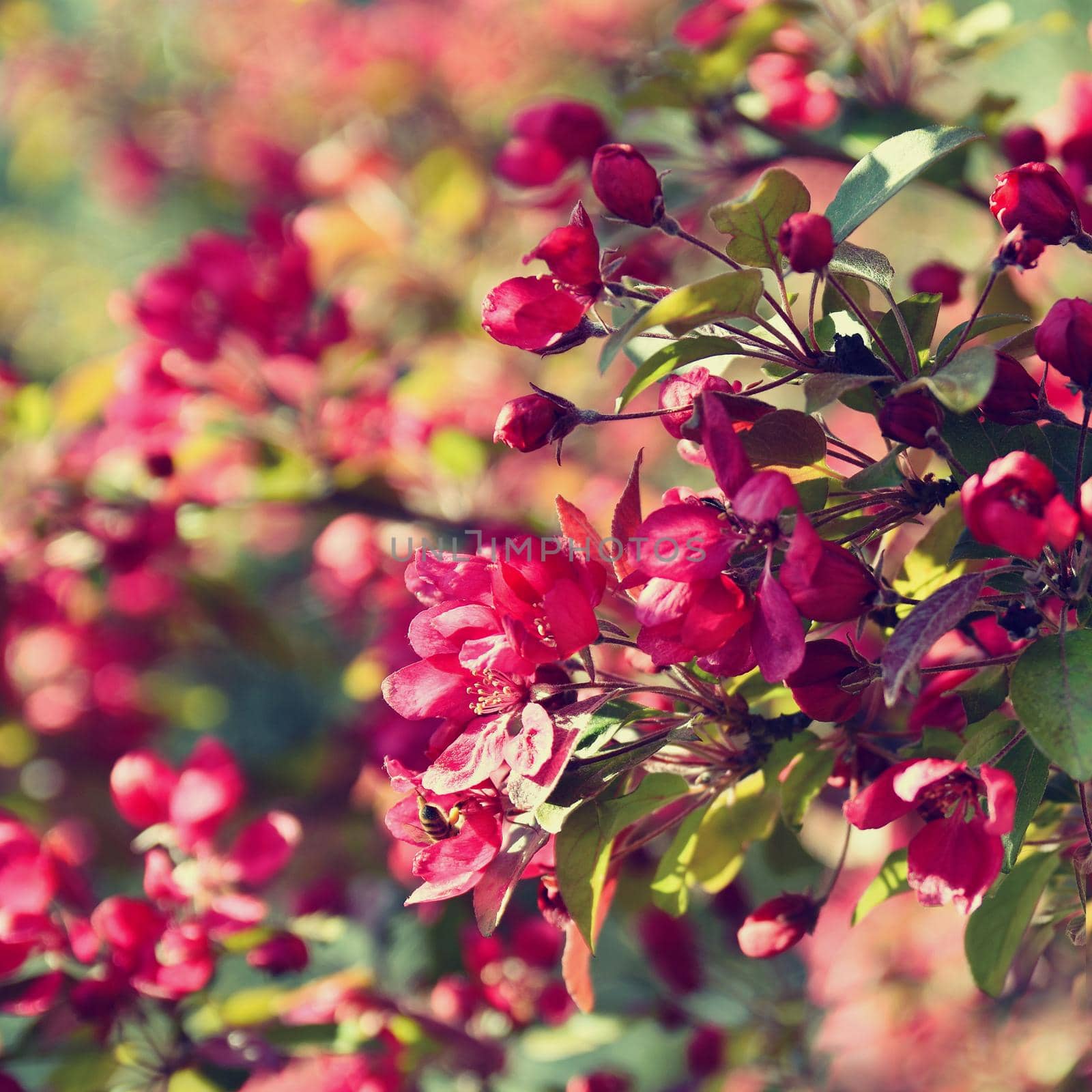 Beautiful blossom tree. Nature scene with sun in Sunny day. Spring flowers. Abstract blurred background in Springtime. 