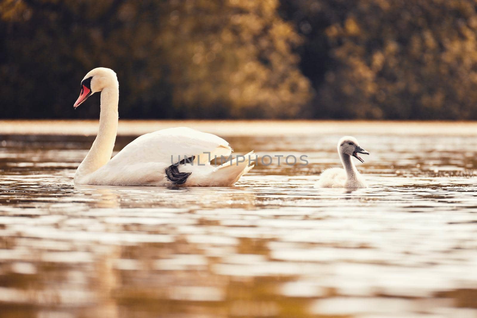 Beautiful swans with cubs on a pond. Natural colorful background with wild beautiful birds. (Cygnus)