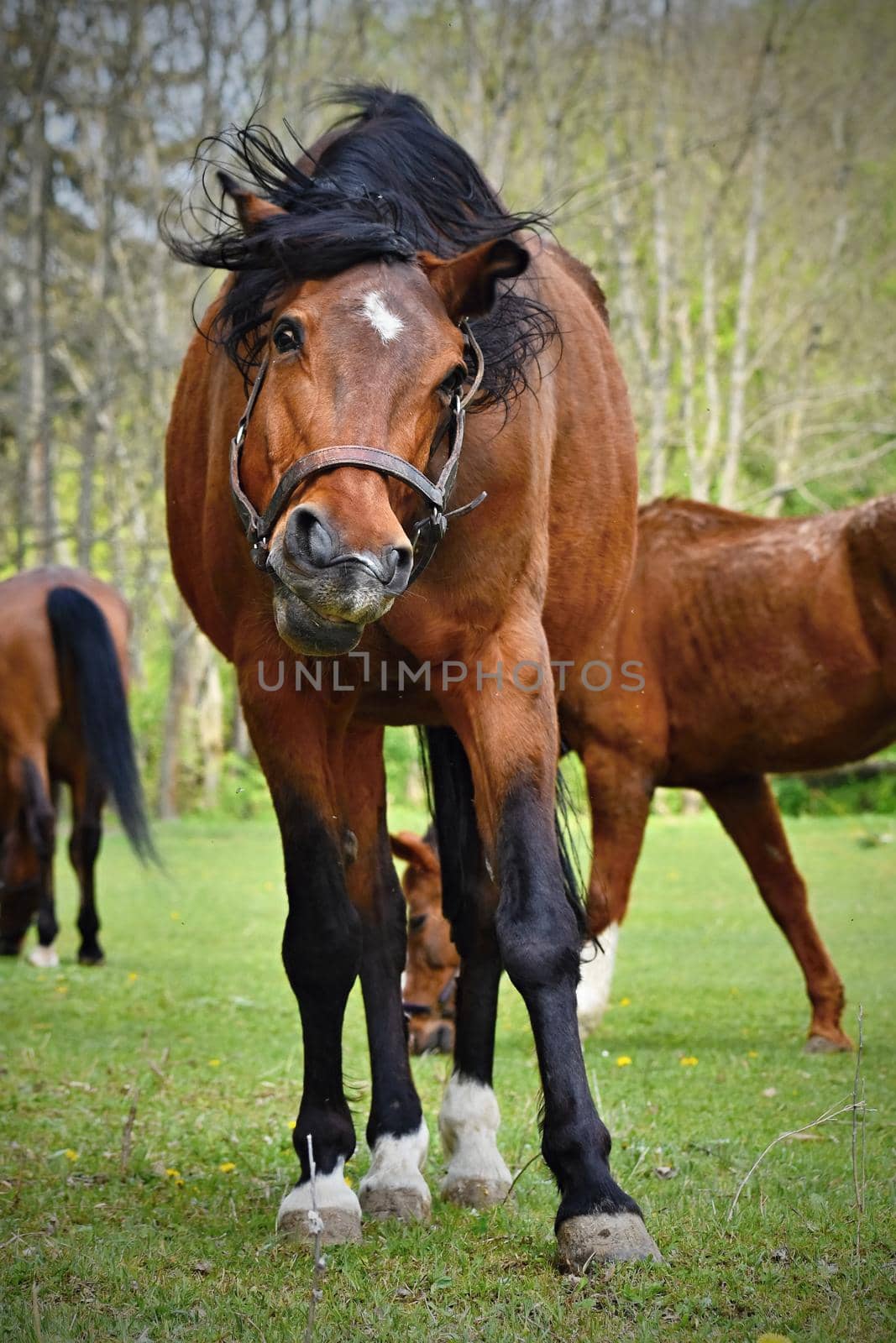 Animal on the grass. Beautiful horses grazing freely in nature. by Montypeter