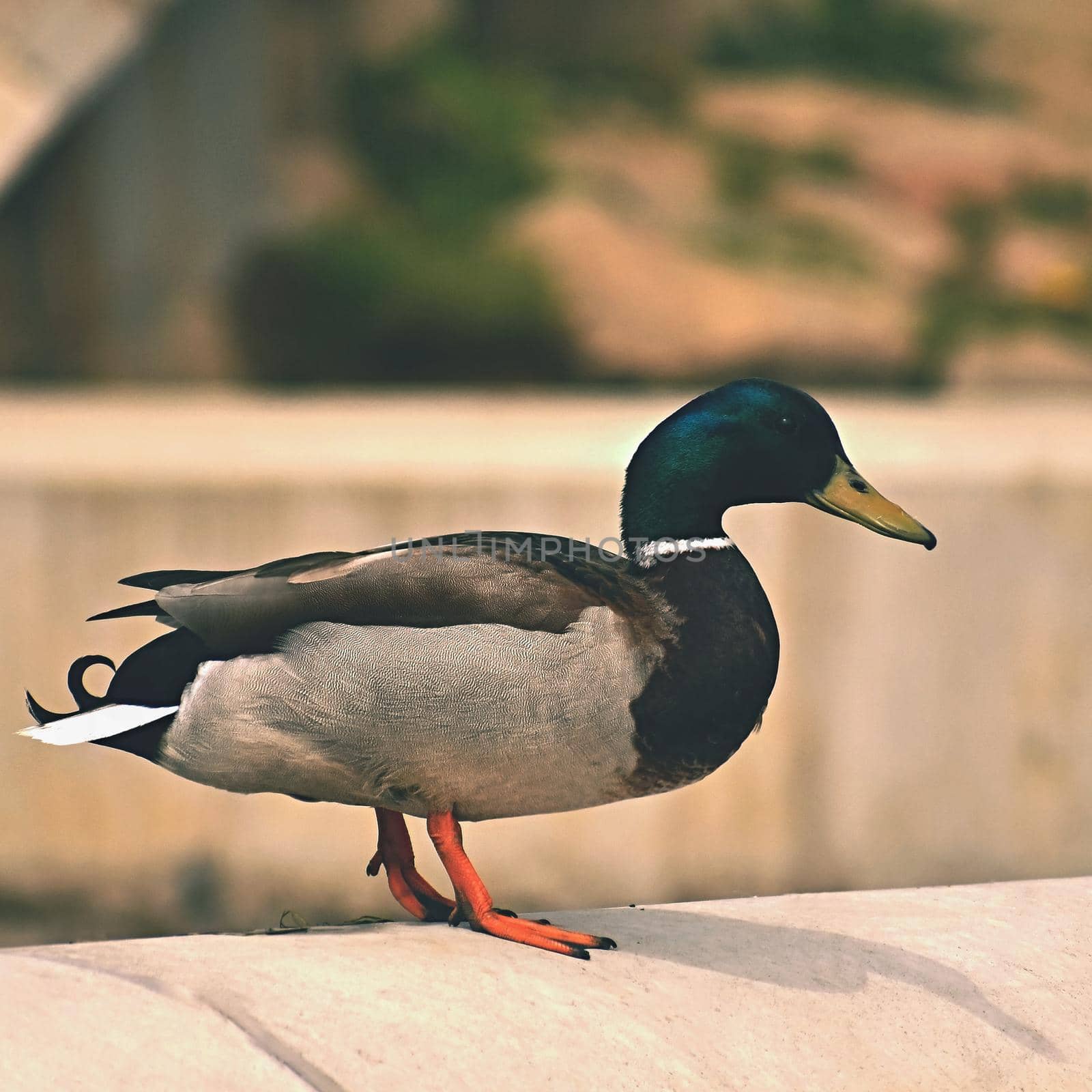 Mallard. Wild duck on the shore of a pond. Male-duck. (Anas platyrhynchos)