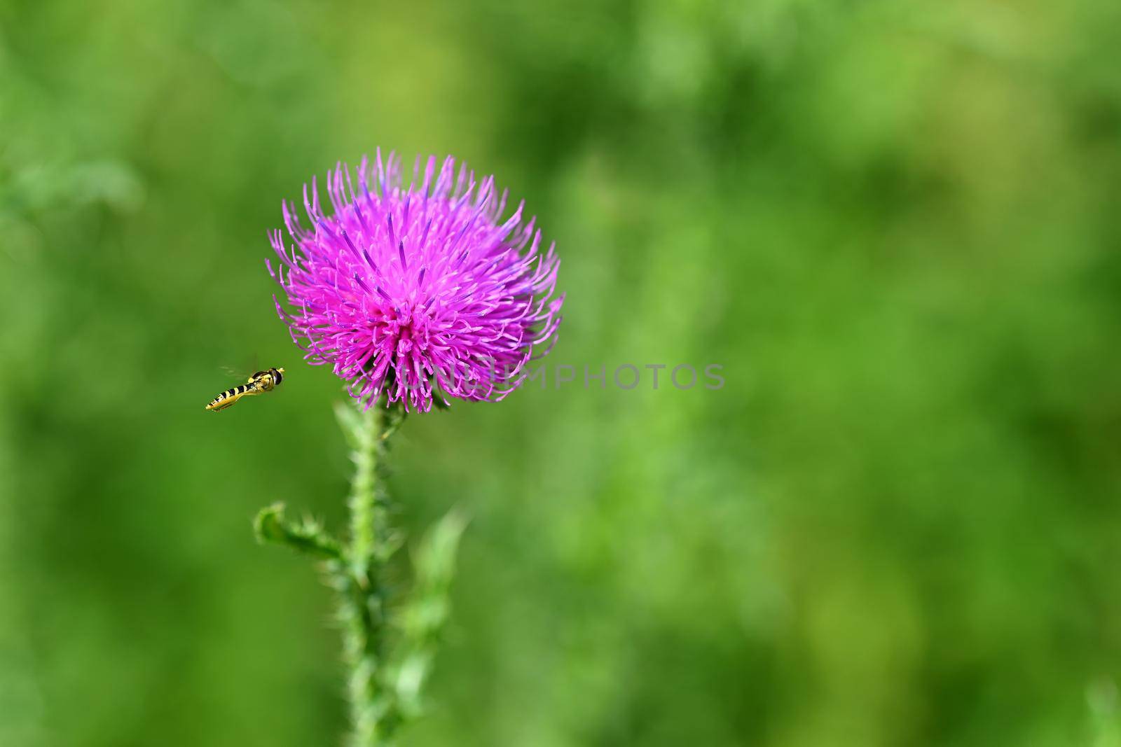 Nice colored thistle with blurred natural background.