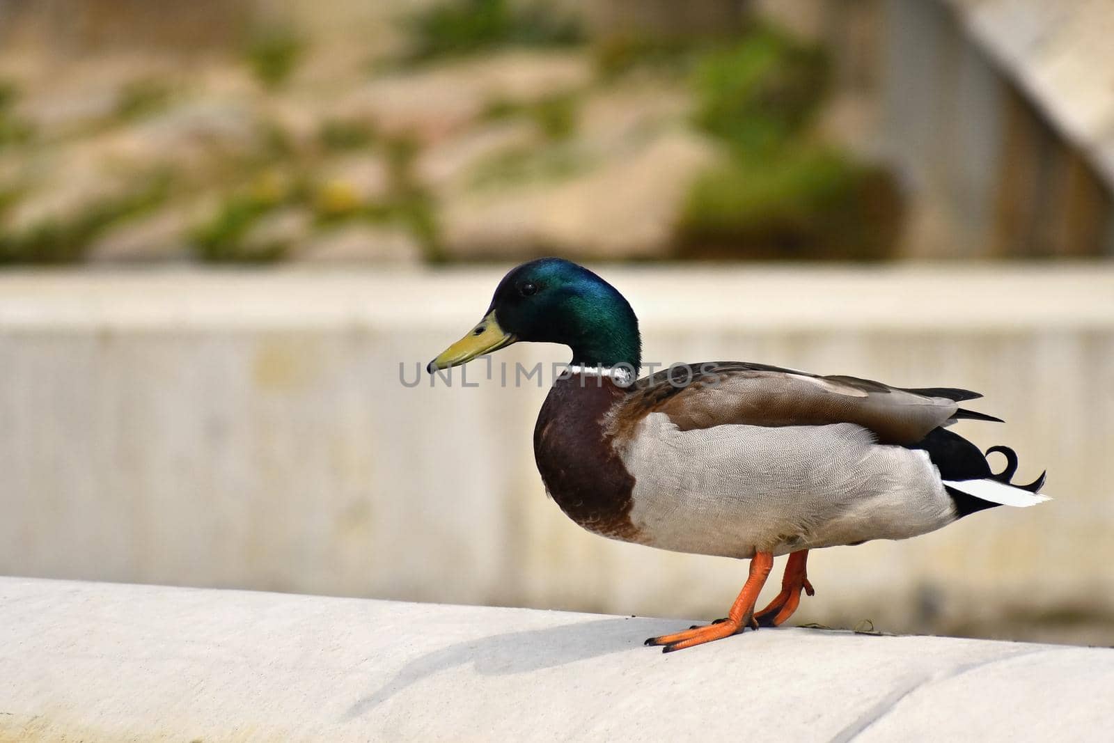 Mallard. Wild duck on the shore of a pond. Male-duck. (Anas platyrhynchos)