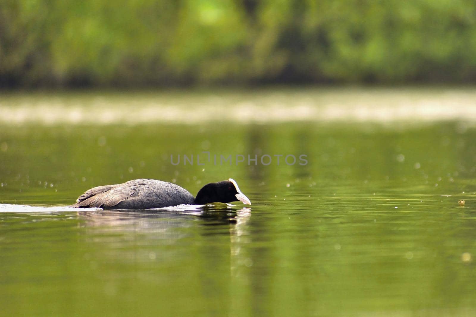A beautiful black wild duck floating on the surface of a pond (Fulica atra, Fulica previous)