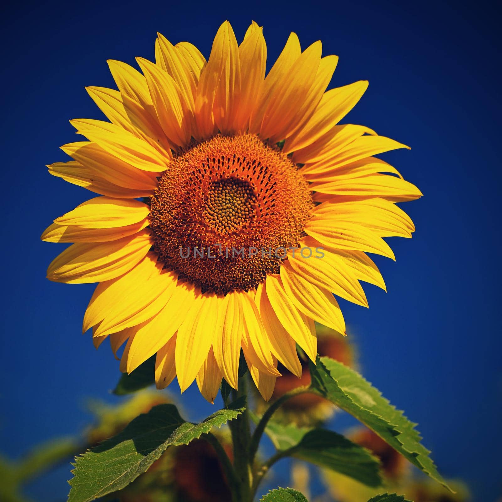 Sunflower. Beautiful yellow blooming flower with blue sky. Colorful nature background for summer season. (Helianthus)