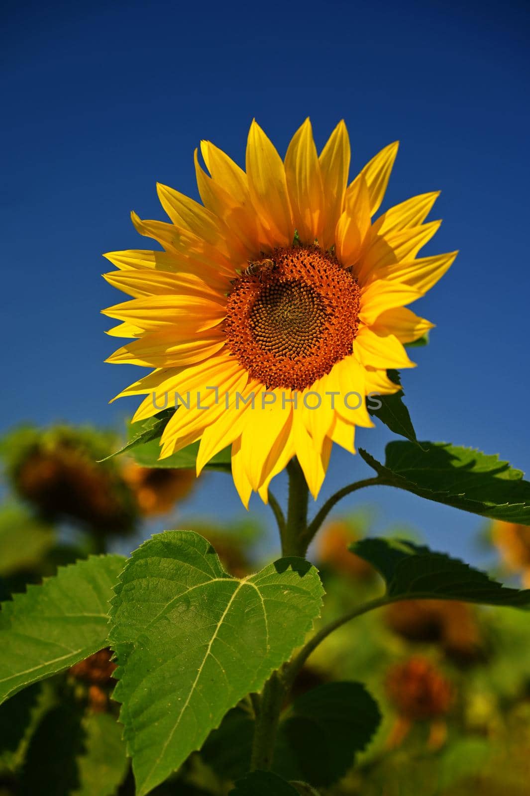 Sunflower. (Helianthus) Beautiful yellow blooming flower with blue sky. Colorful nature background for summer season. by Montypeter