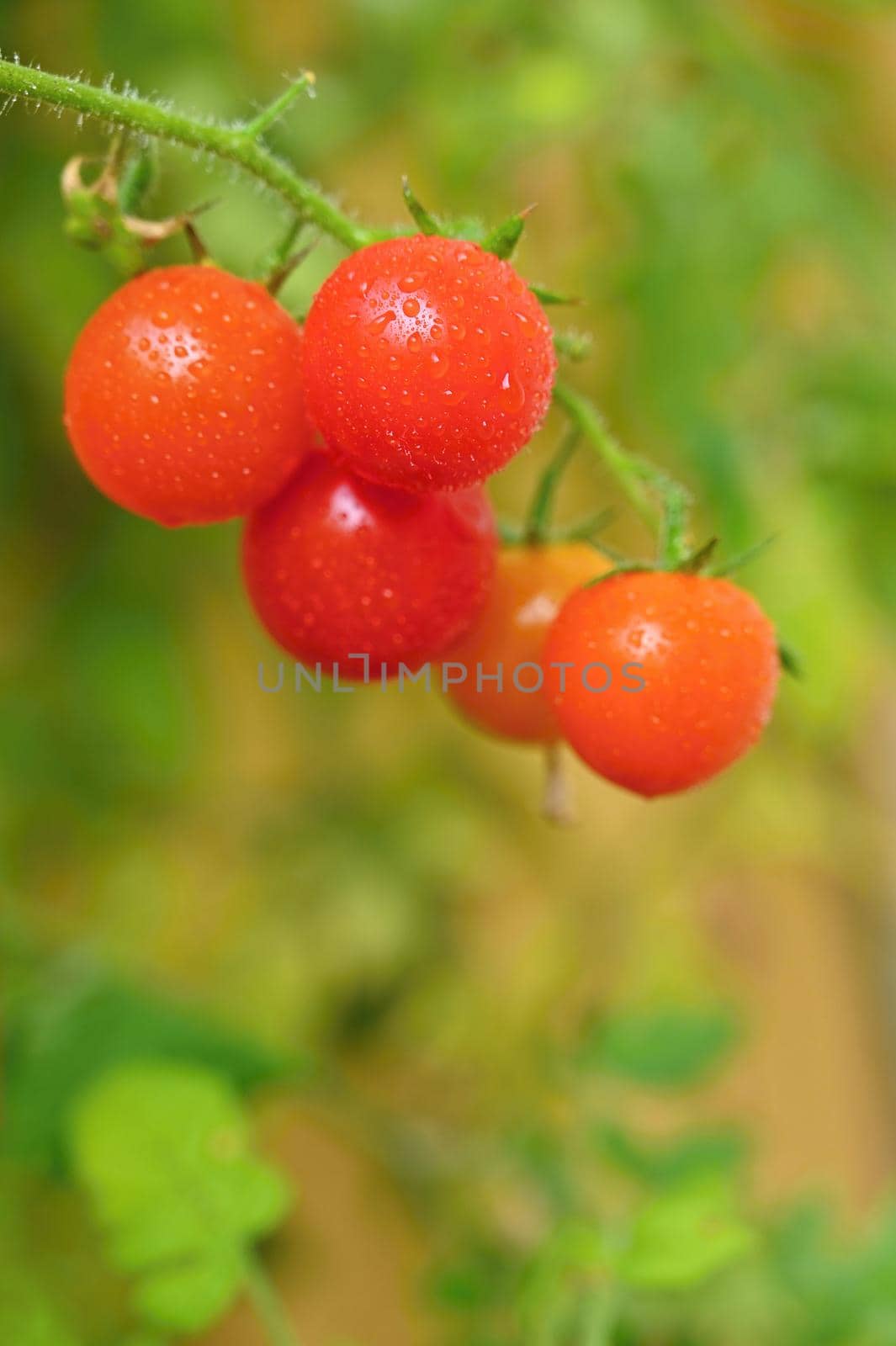 Beautiful small cherry fresh tomatoes. Healthy vegetables - organic food. by Montypeter