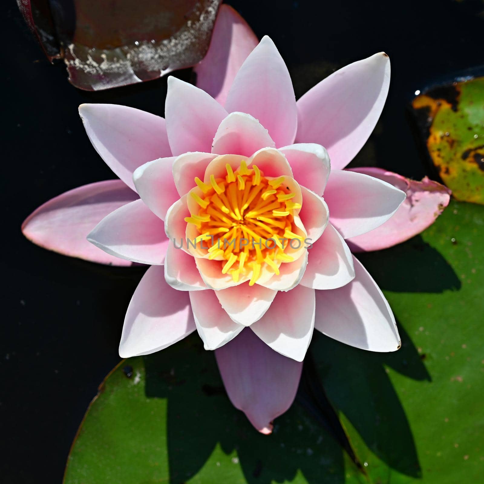 Beautiful blooming water lily plant. Colorful nature background for massage, spa and relaxation.