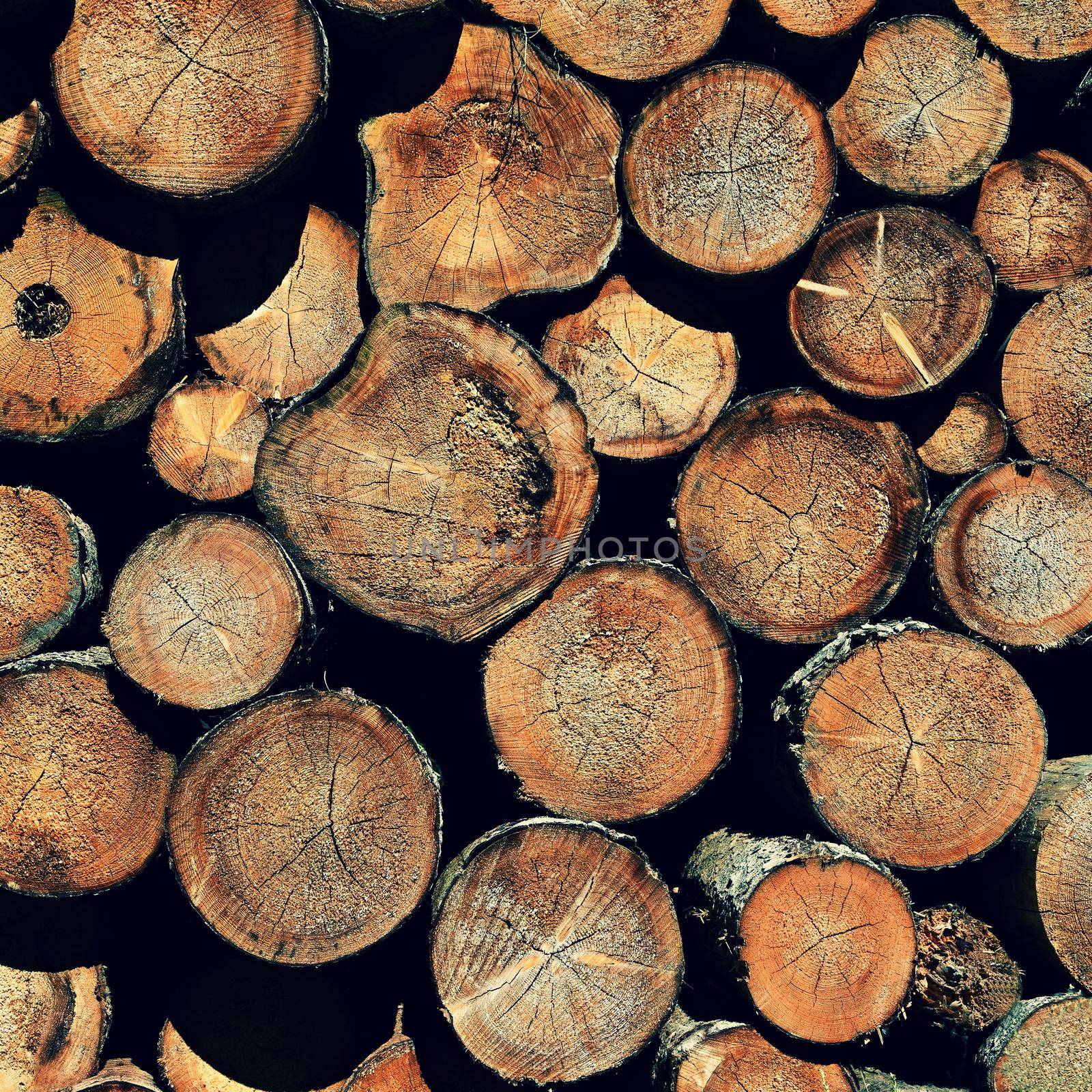 Logs of wood. Abstract nature background with wood in the forest.