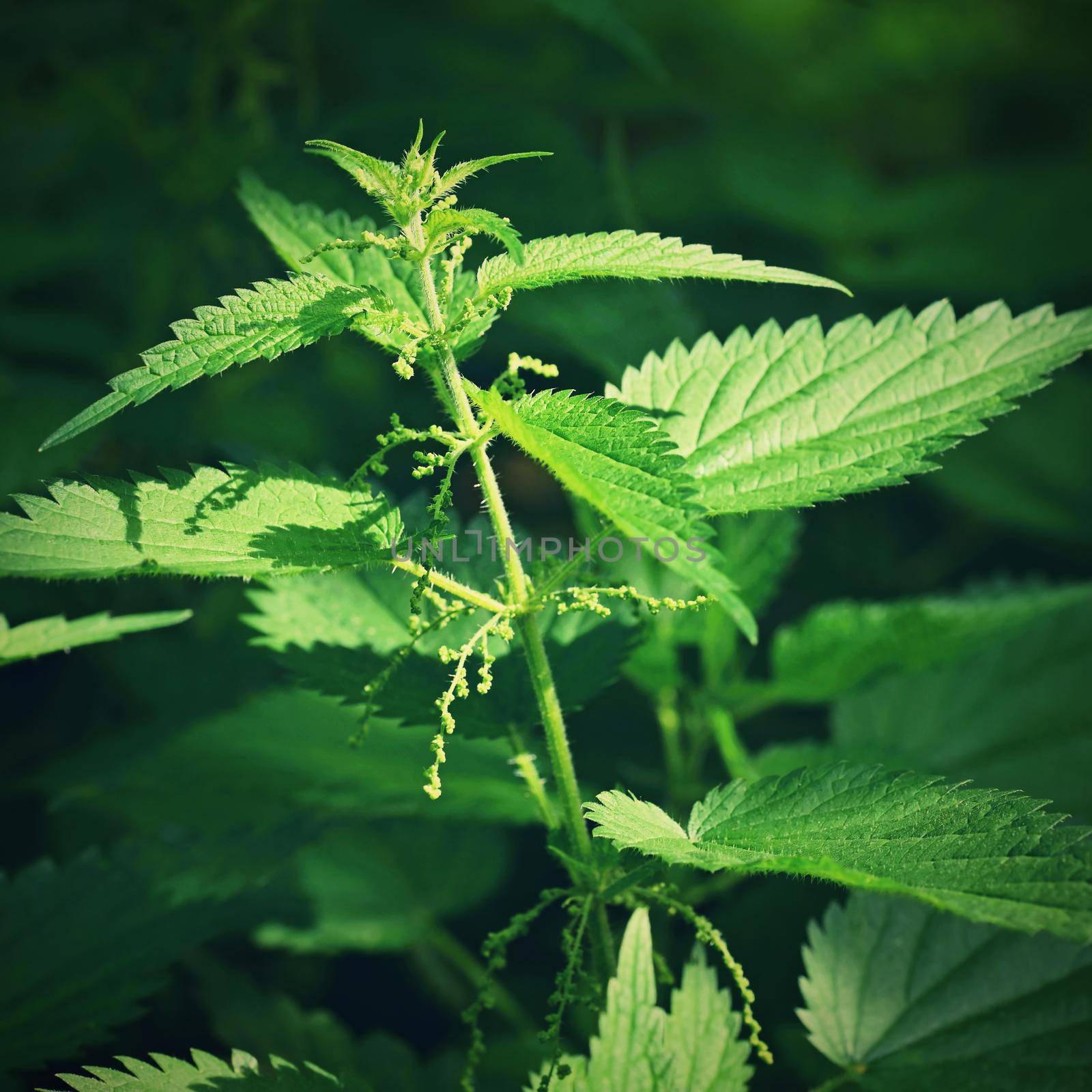 Beautiful nettle in nature with sun. (Urtica dioica)