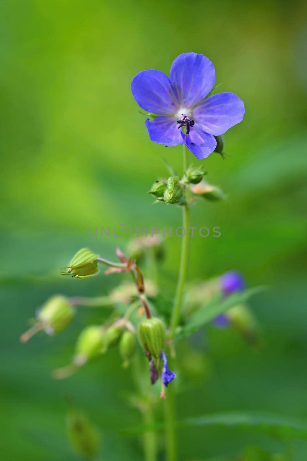 A beautiful violet flower in the grass. Natural colorful background. by Montypeter