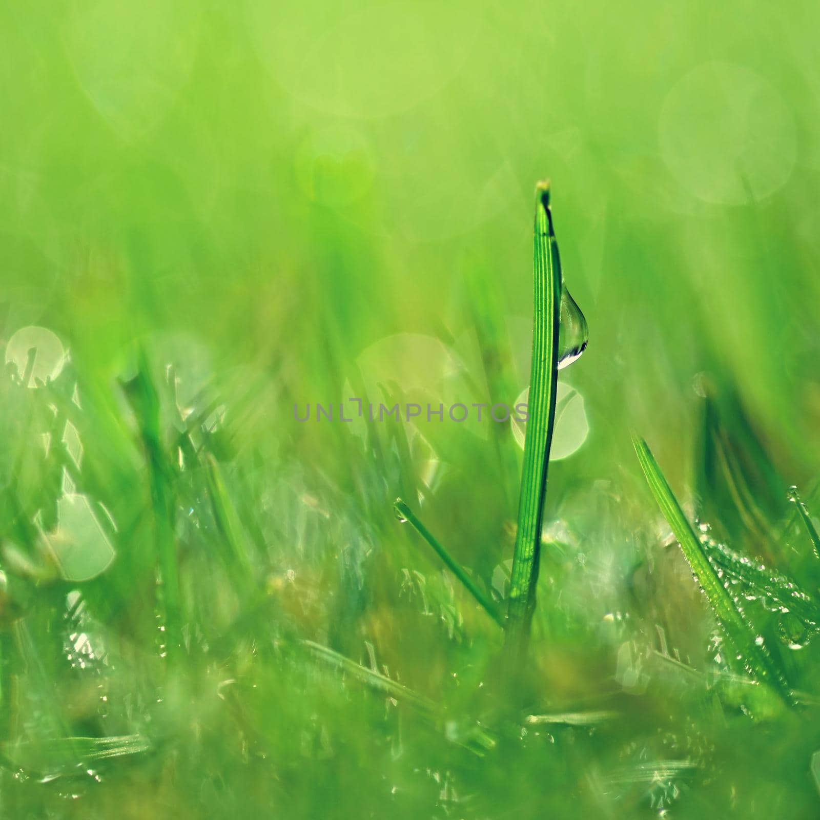 Spring nature. Dew in the grass. Fresh green concept and abstract colorful background.