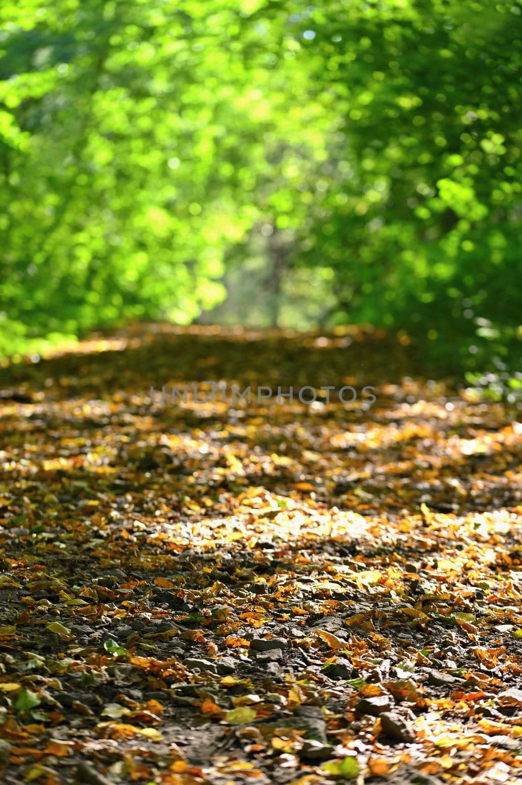 Colorful foliage in the autumn park. Concept for colorful seasonal nature background in autumn time. by Montypeter