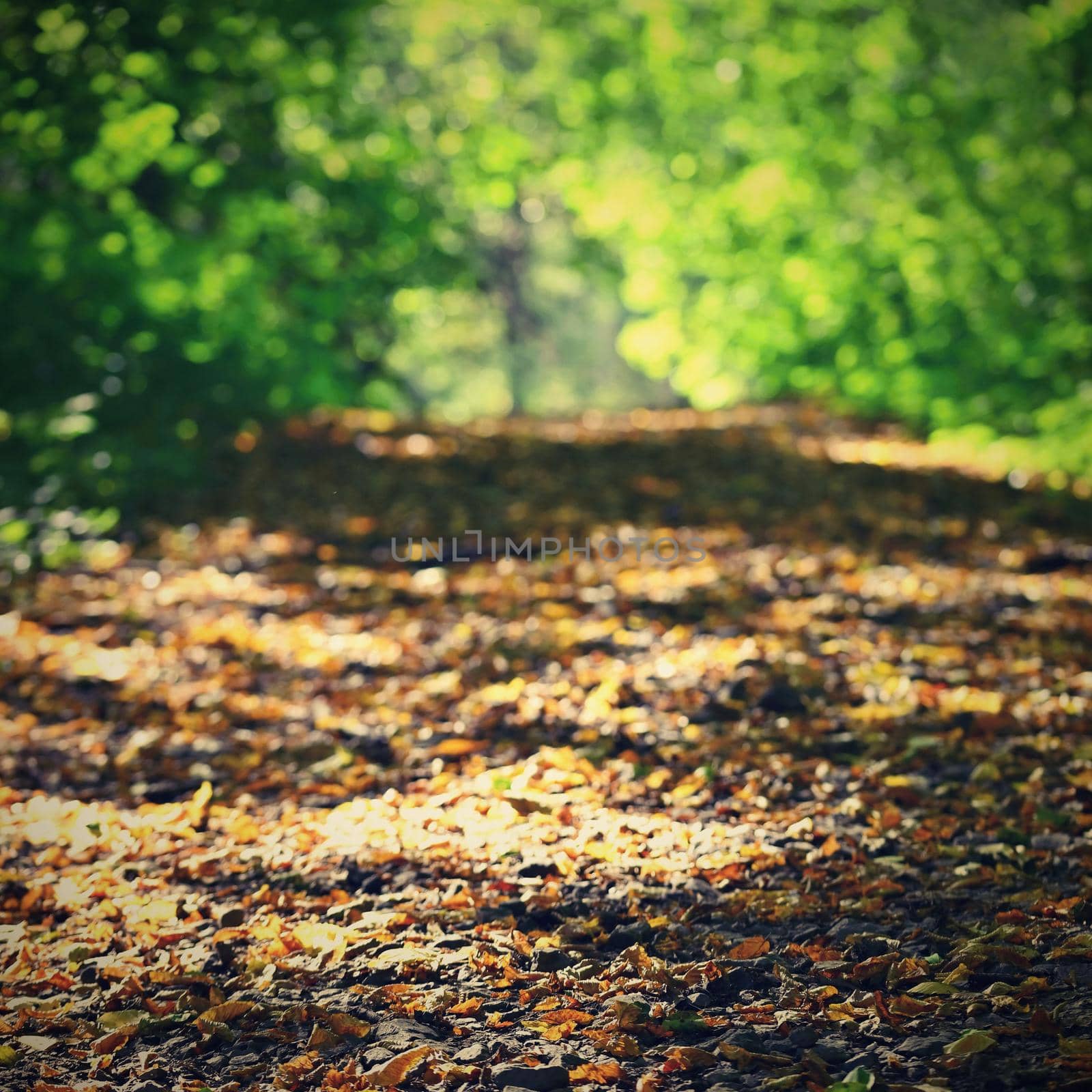 Colorful foliage in the autumn park. Concept for colorful seasonal nature background in autumn time.