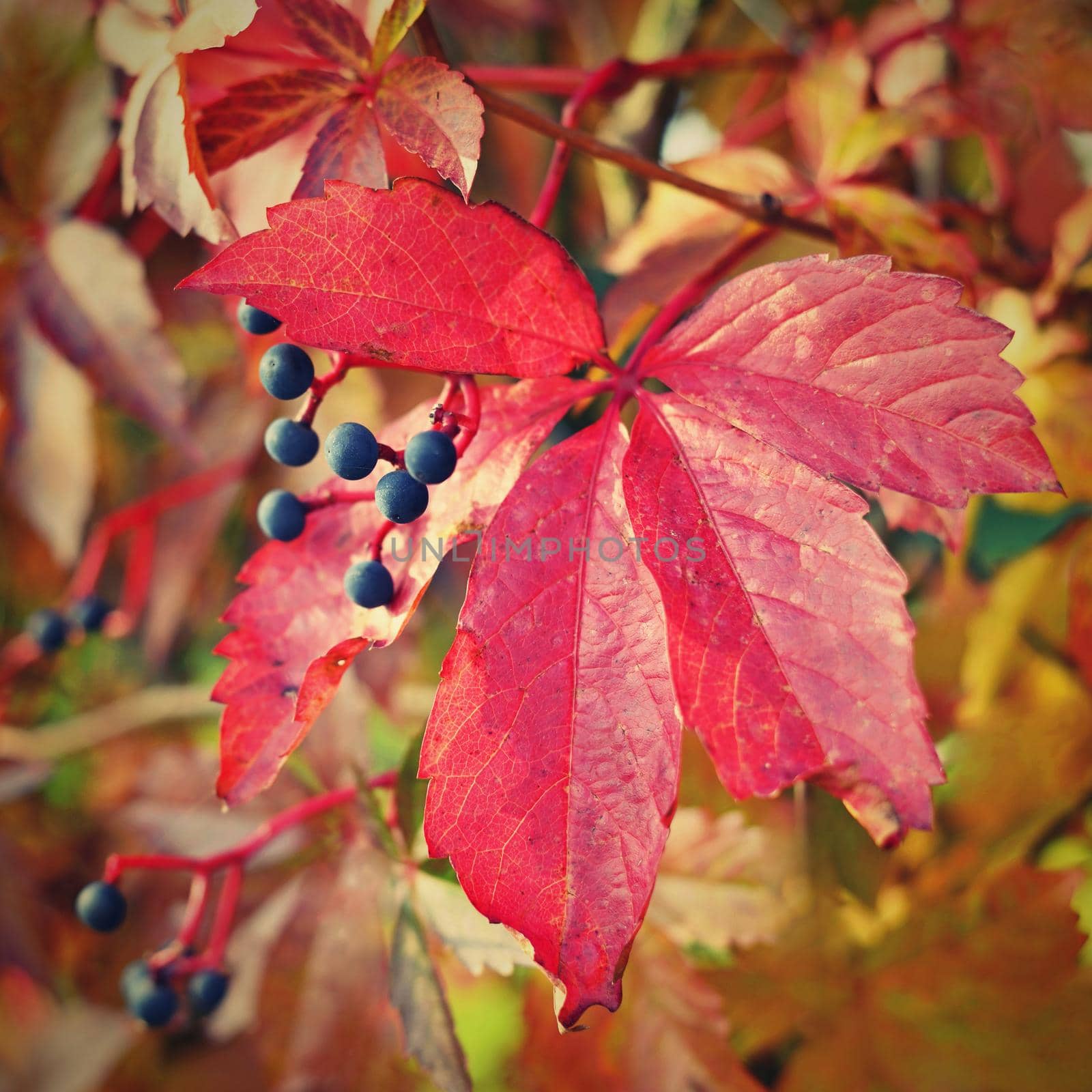 Beautiful colorful autumn leaves on tree. Colorful nature background and concept for autumn season. by Montypeter