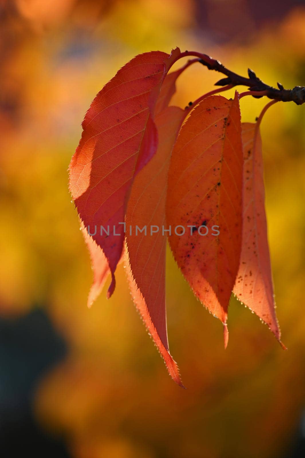 Autumn background. Beautiful colorful leaves of trees in nature. Autumn time. by Montypeter