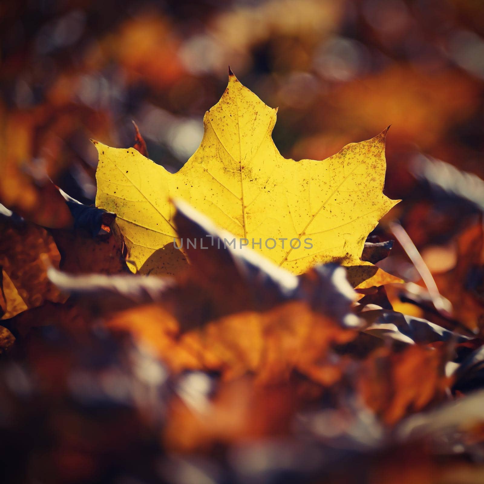 Autumn background. Beautiful colorful leaves of trees in nature. Autumn time. by Montypeter